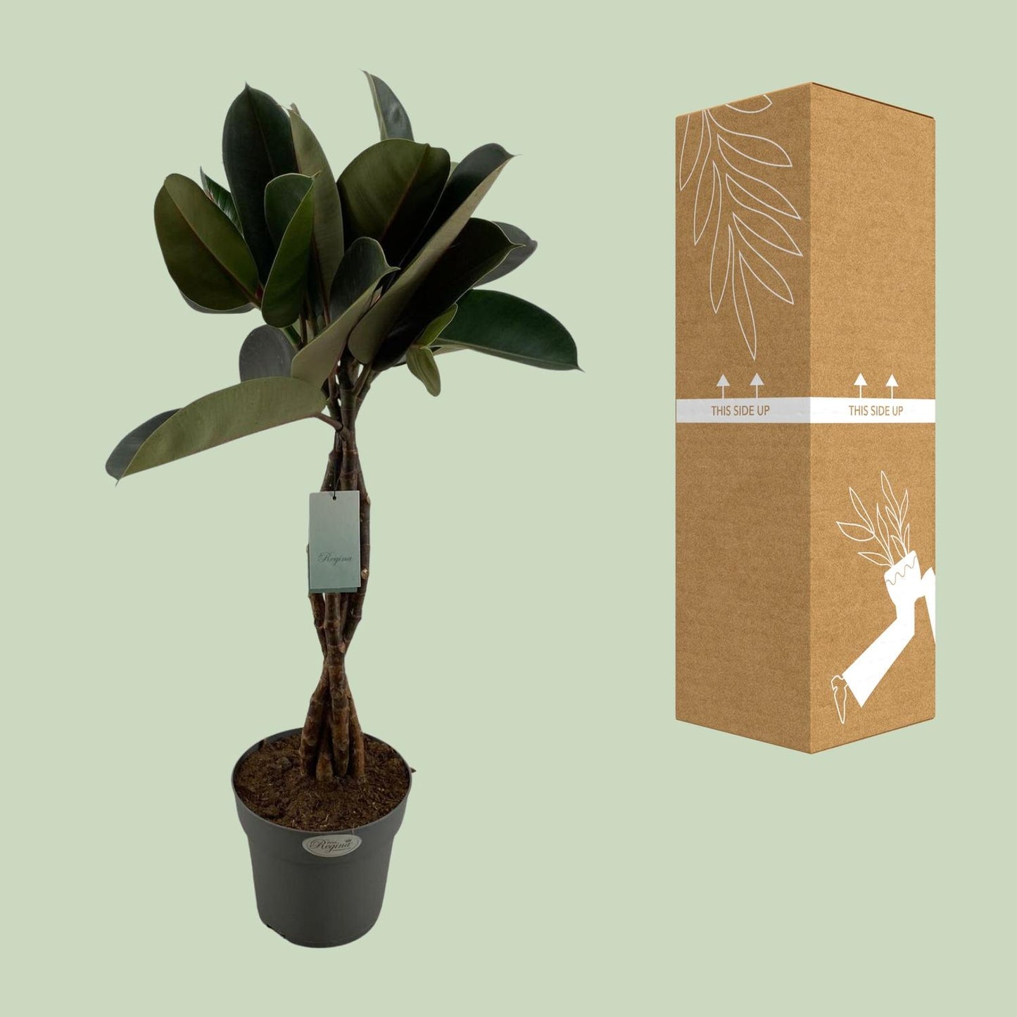 Ficus Elastica Burgundy – Elegante Zimmerpflanze Ø24cm, 100cm hoch