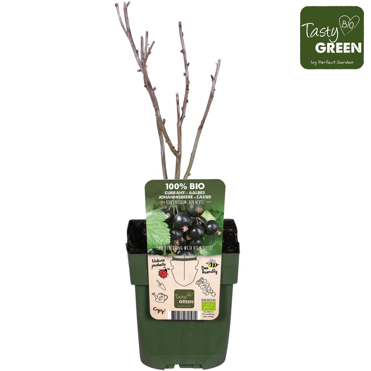 Ribes nigrum 'Ben Nevis' – Schwarze Johannisbeere Ø13cm