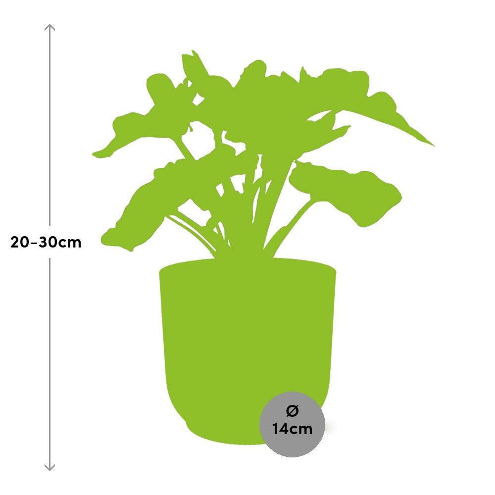 Philodendron Atom im ELHO Vibes Fold 14cm Topf Gelb
