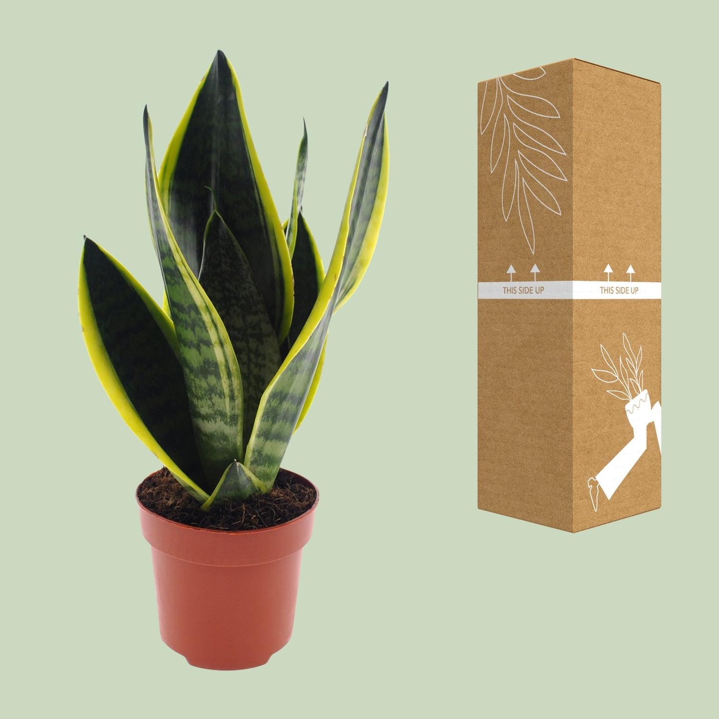 Sansevieria Futura Superba – Pflegeleichte Schwiegermutterzunge Ø12cm