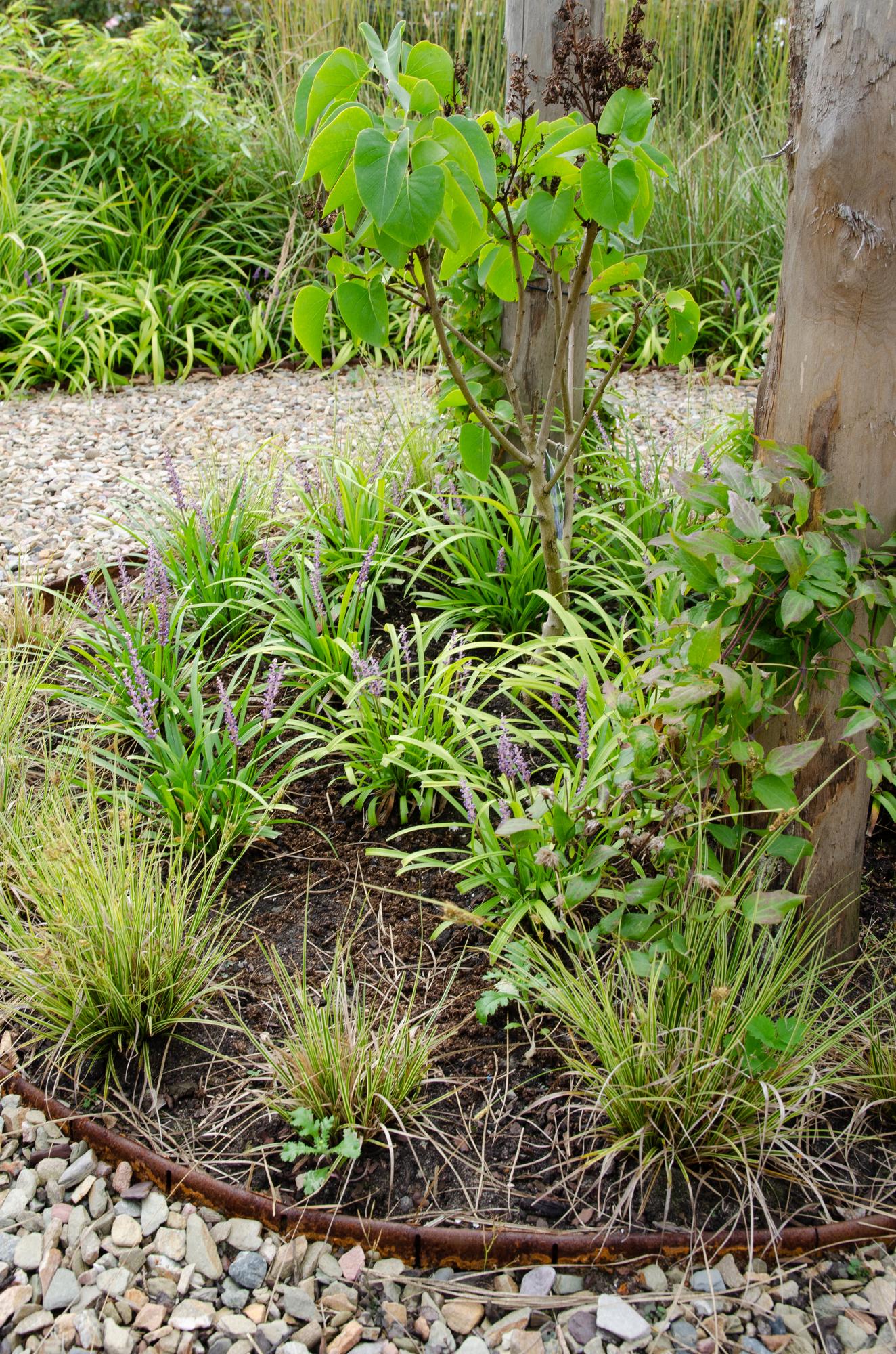 3x Carex brunnea 'Variegata' – Pflegeleichtes Ziergras Ø14cm