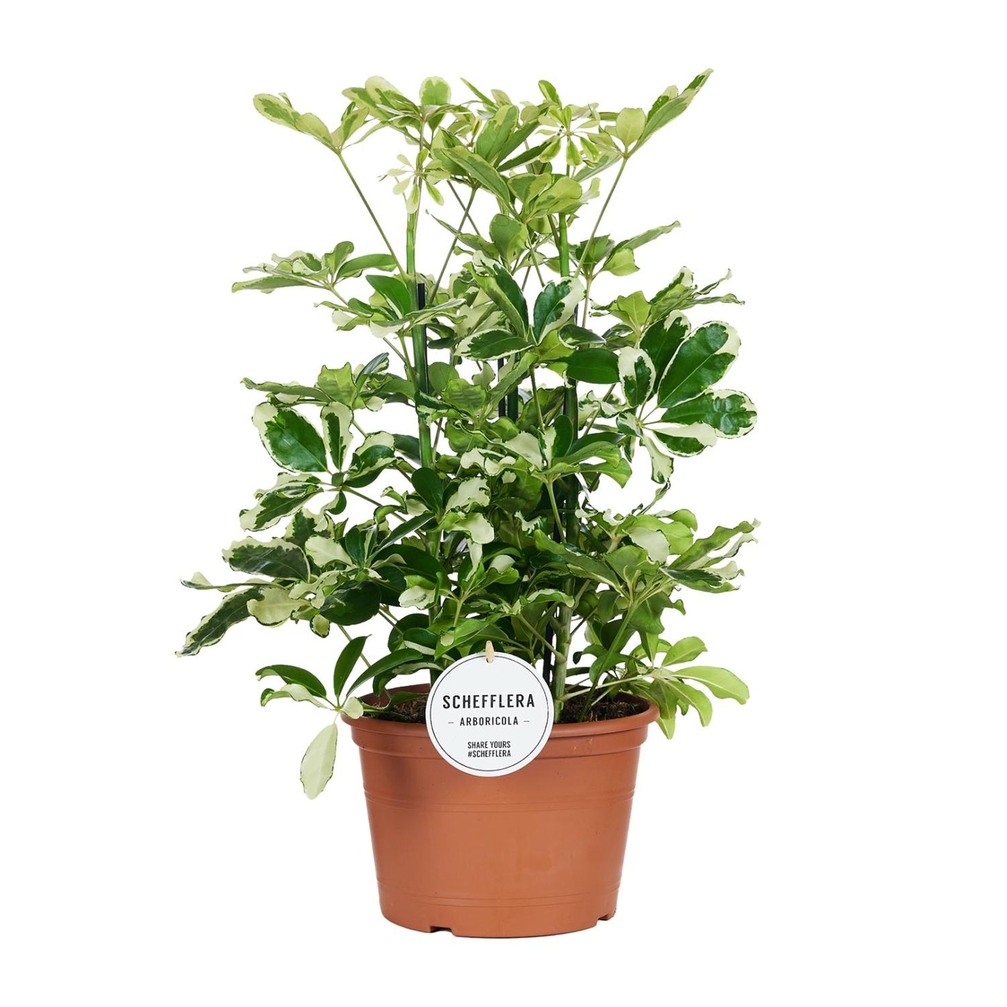 Schefflera Charlotte - Pflegeleichter Schirmbaum Ø21cm, 55cm hoch
