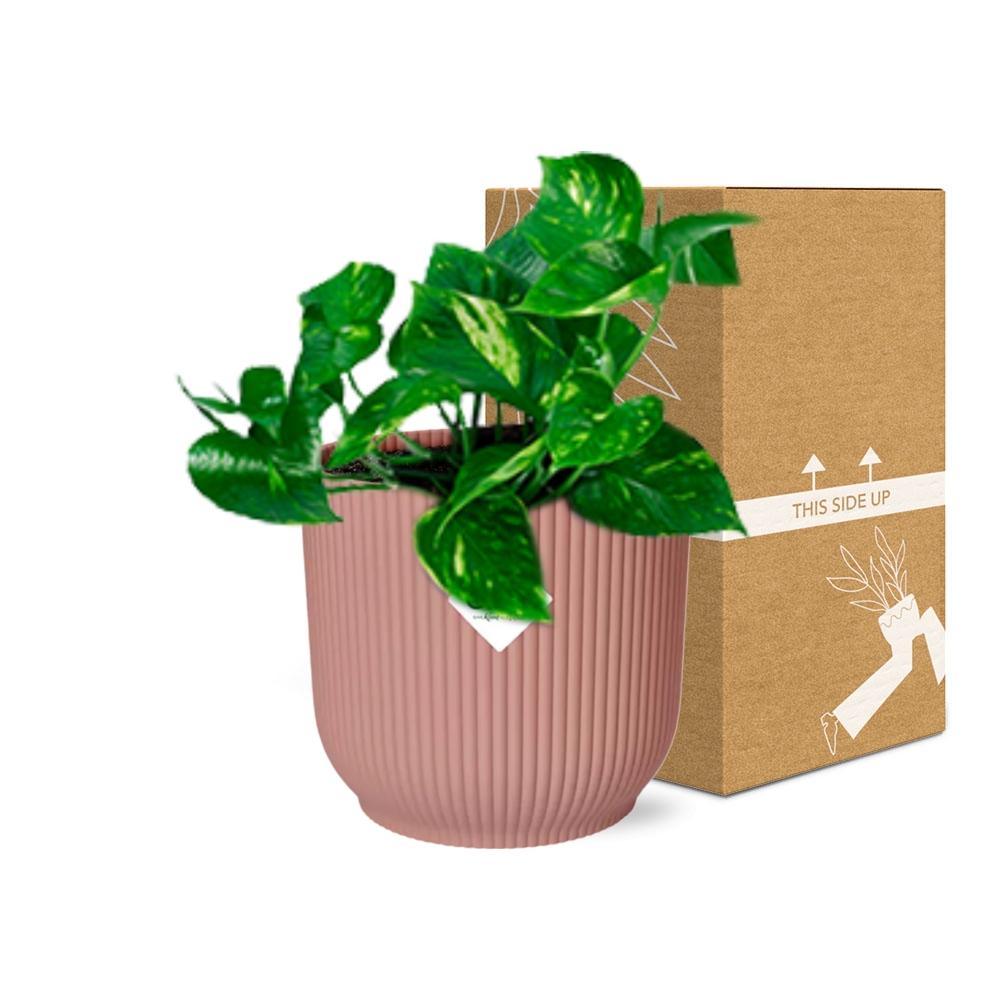 Epipremnum Pinnatum ‘Aureum’ in ELHO Vibes Fold 14cm rosa