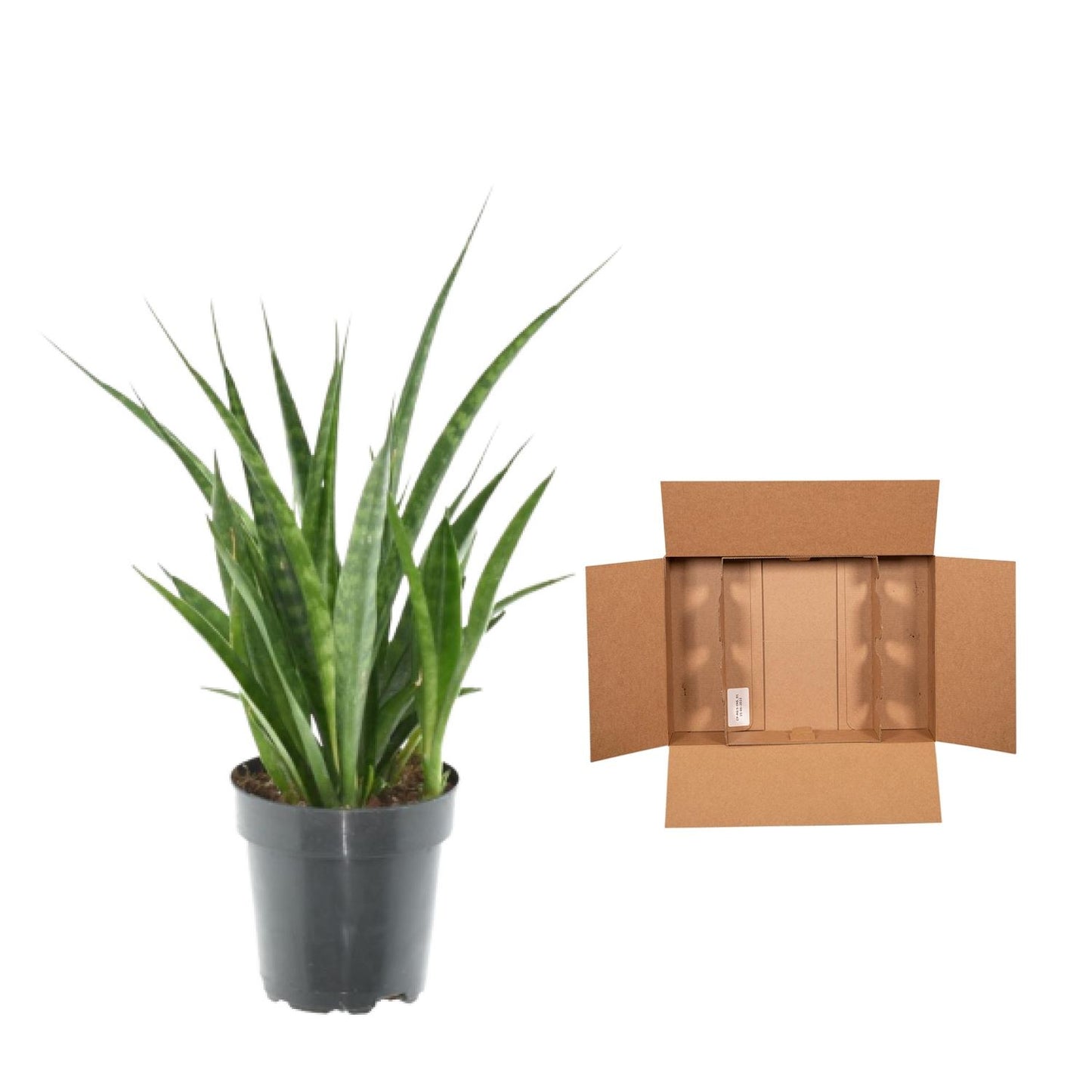 3x Sansevieria Kirkii – Pflegesicher & Modern (38 cm)