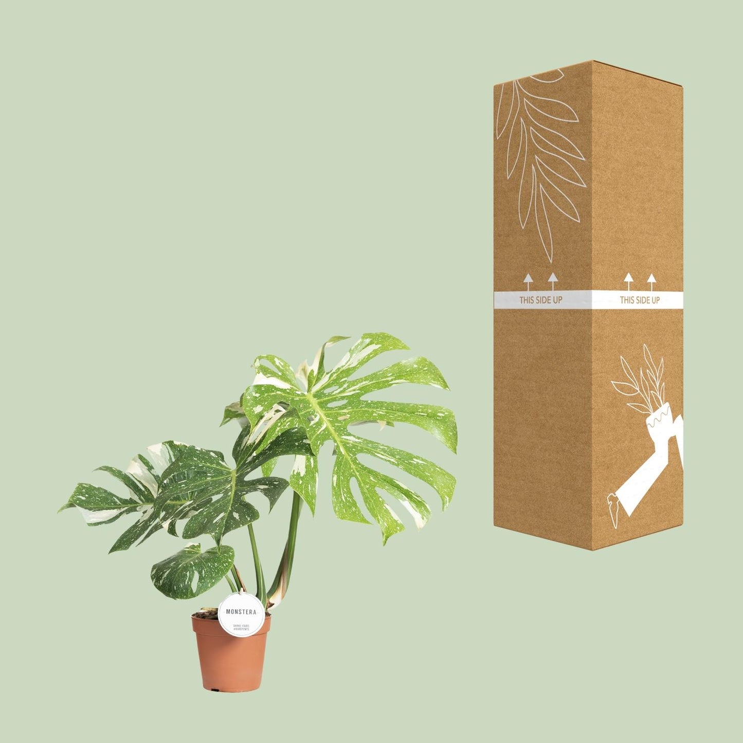Monstera Thai Constellation – Pflegeleichte XXL-Zimmerpflanze