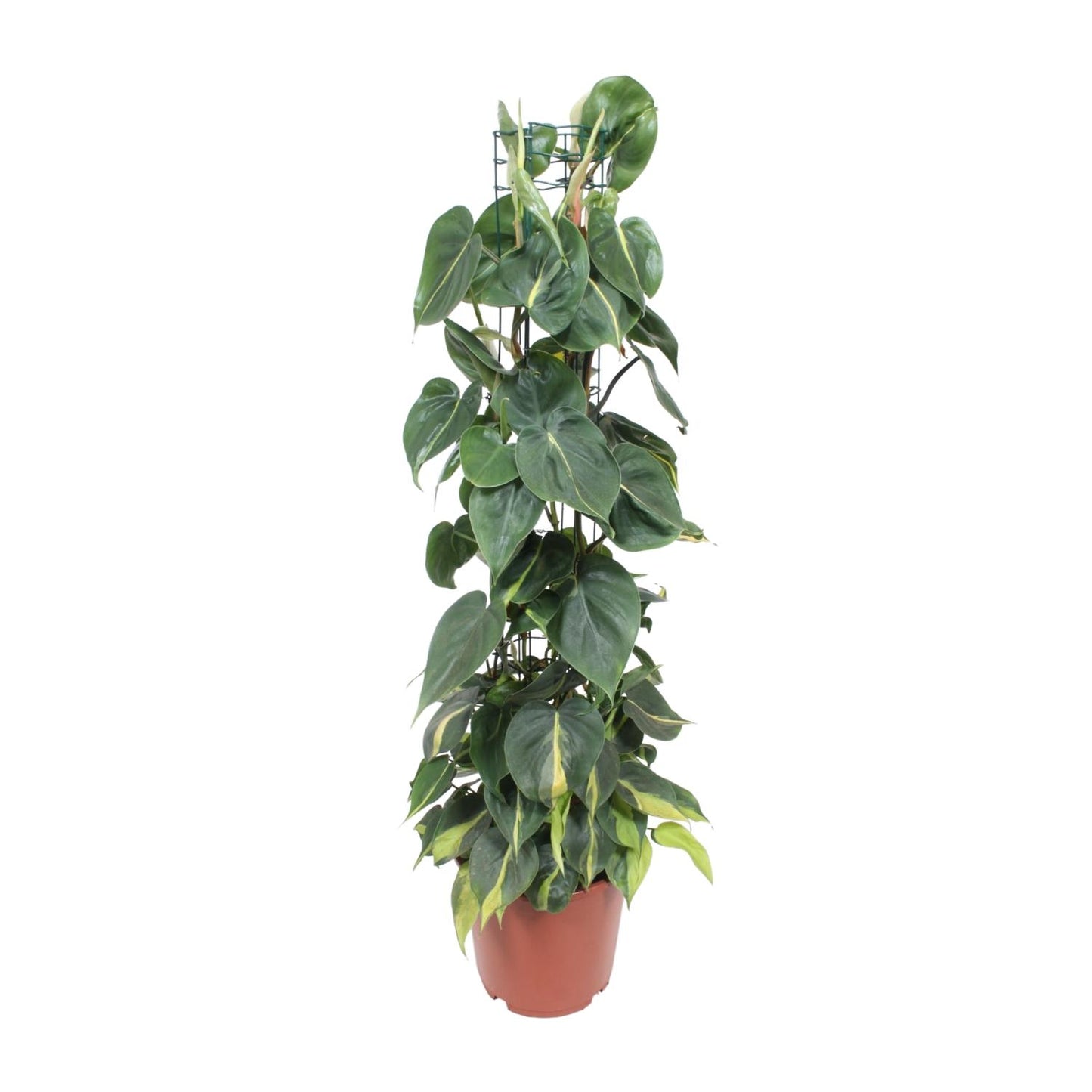 Philodendron Scandens Brasil – Pflegeleichter Herzblatt-Philodendron Ø24cm