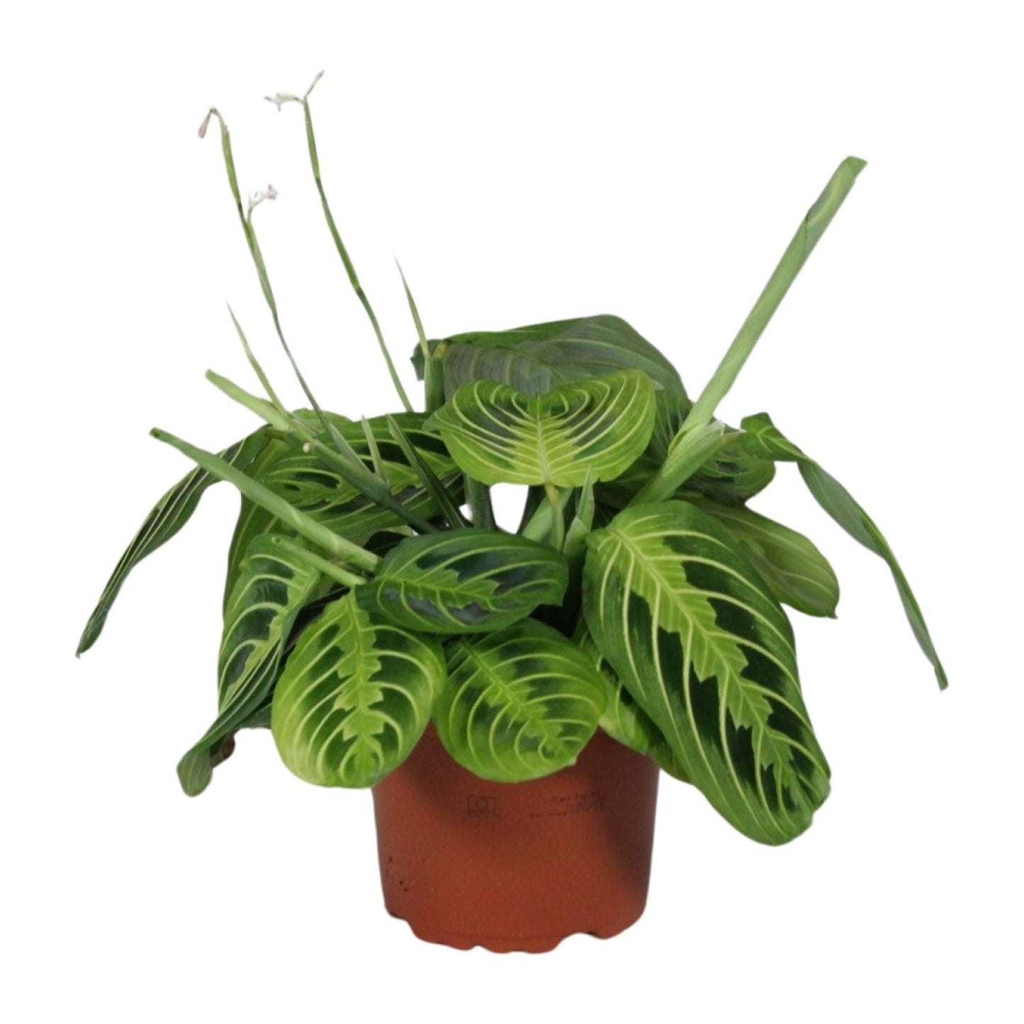 Maranta Leuconeura Fascinator Lemon Lime – Pflegeleichte Prayer-Pflanze Ø12cm