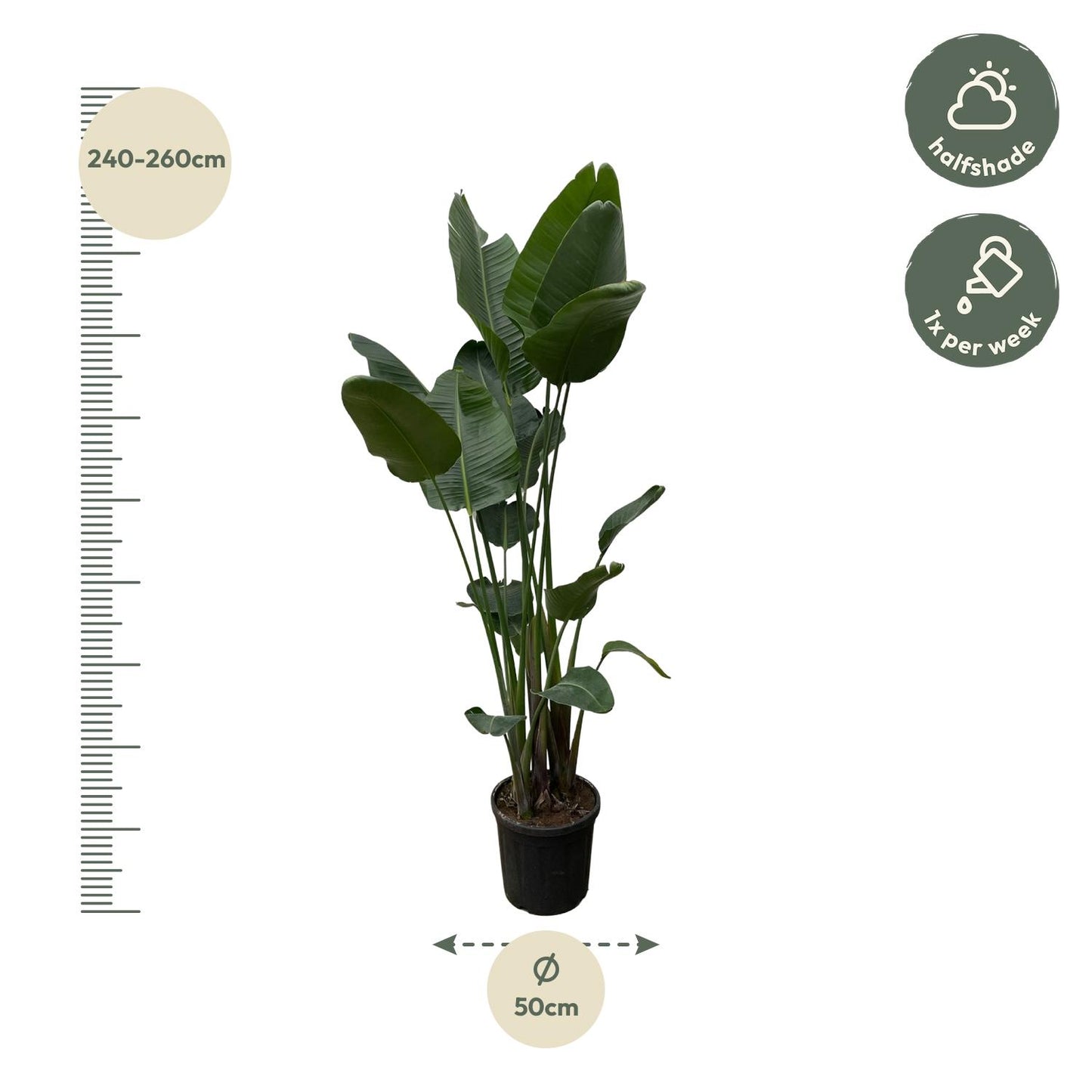 Strelitzia Nicolai XXL – Weißer Paradiesvogel 250 cm