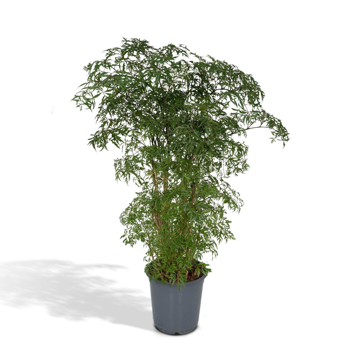 Polyscias Fruticosa (Aralia) – Stilvolle, pflegeleichte Zimmerpflanze Ø21cm
