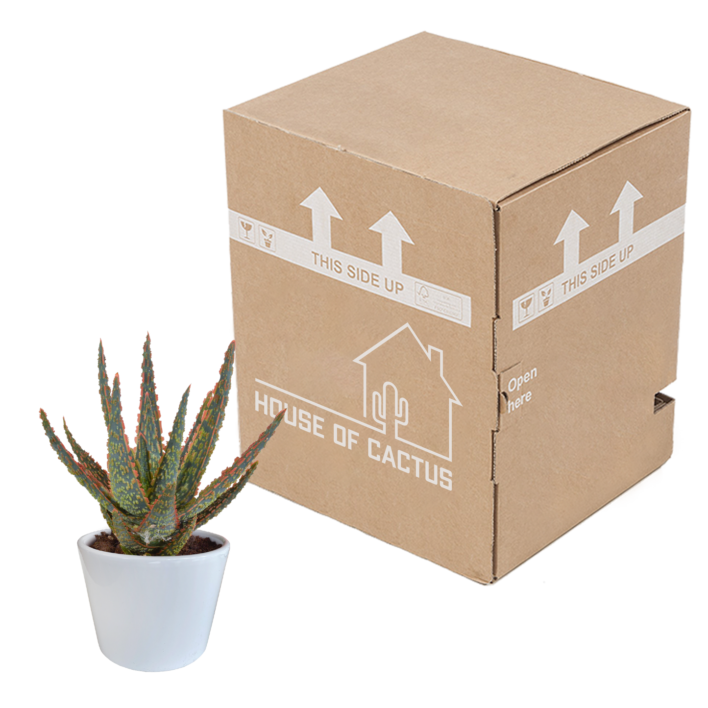 Aloe zebrina Dannyz 10,5 cm im weißen Topf