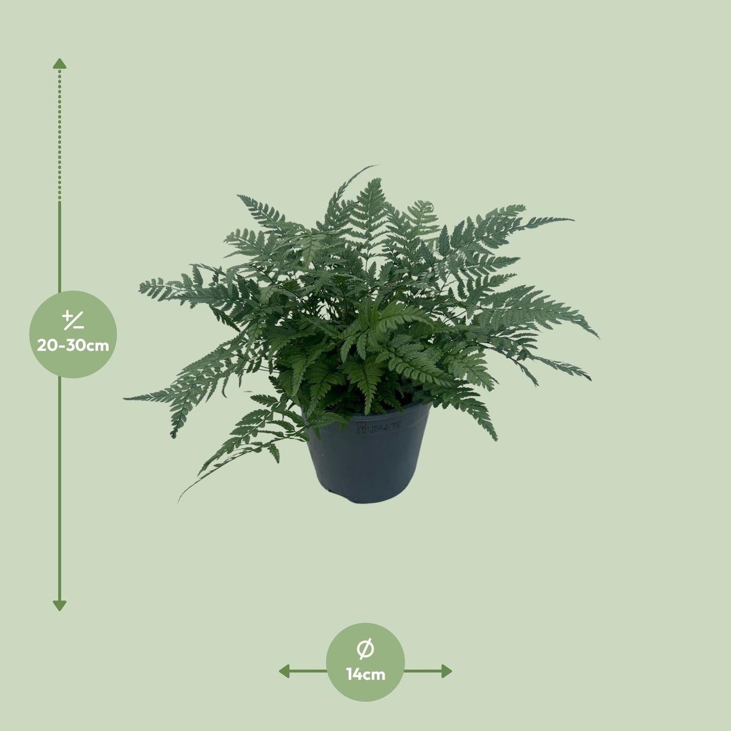 Polystichum Tsussimense 'Korean Rock Fern' – Pflegeleichter Tüpfelfarn 14cm