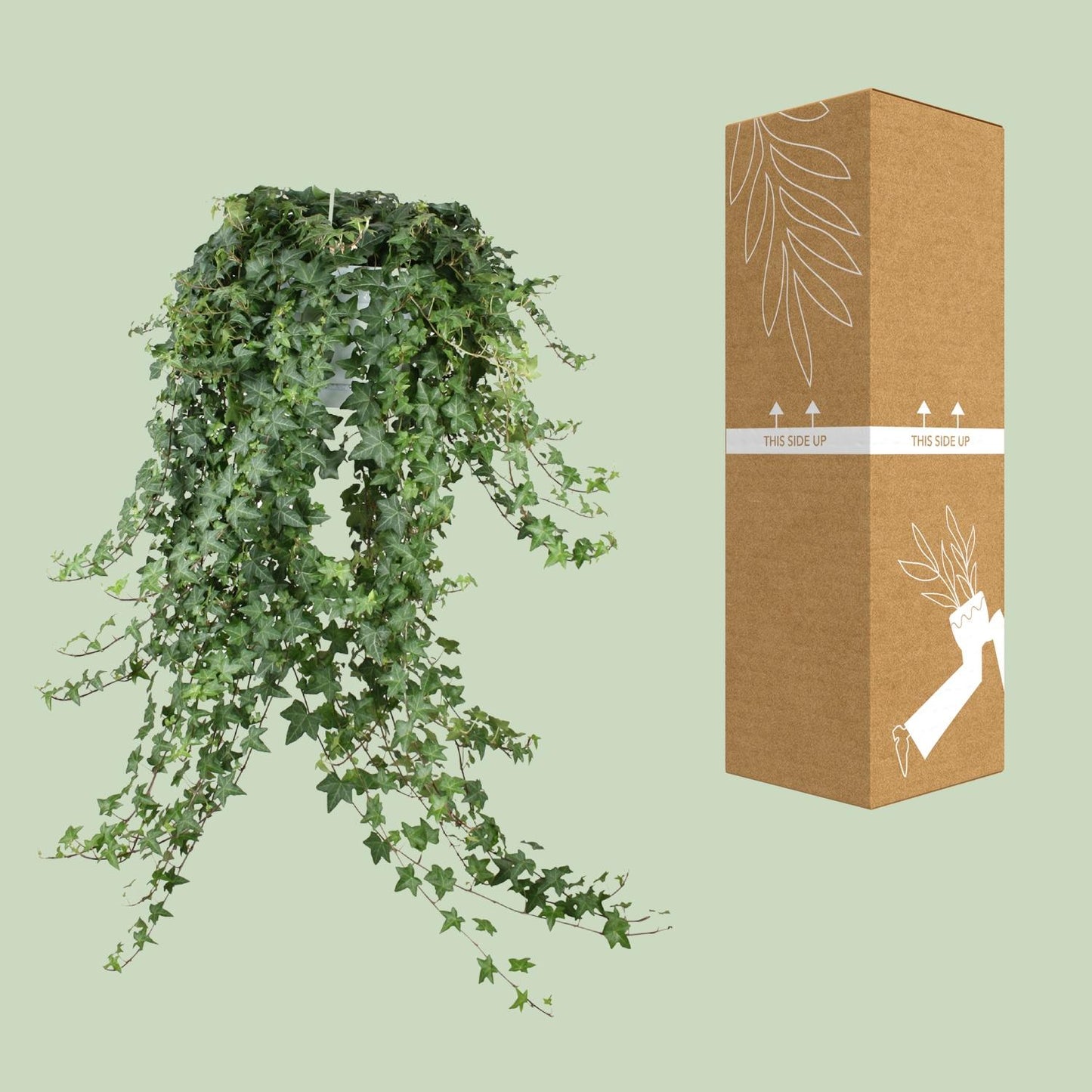 Hedera Helix Pitsburg XXL – Pflegeleichter Hänge-Efeu Ø24cm