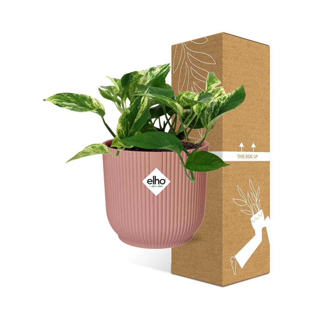 Scindapsus Marble Queen in ELHO Vibes Fold 14cm roze