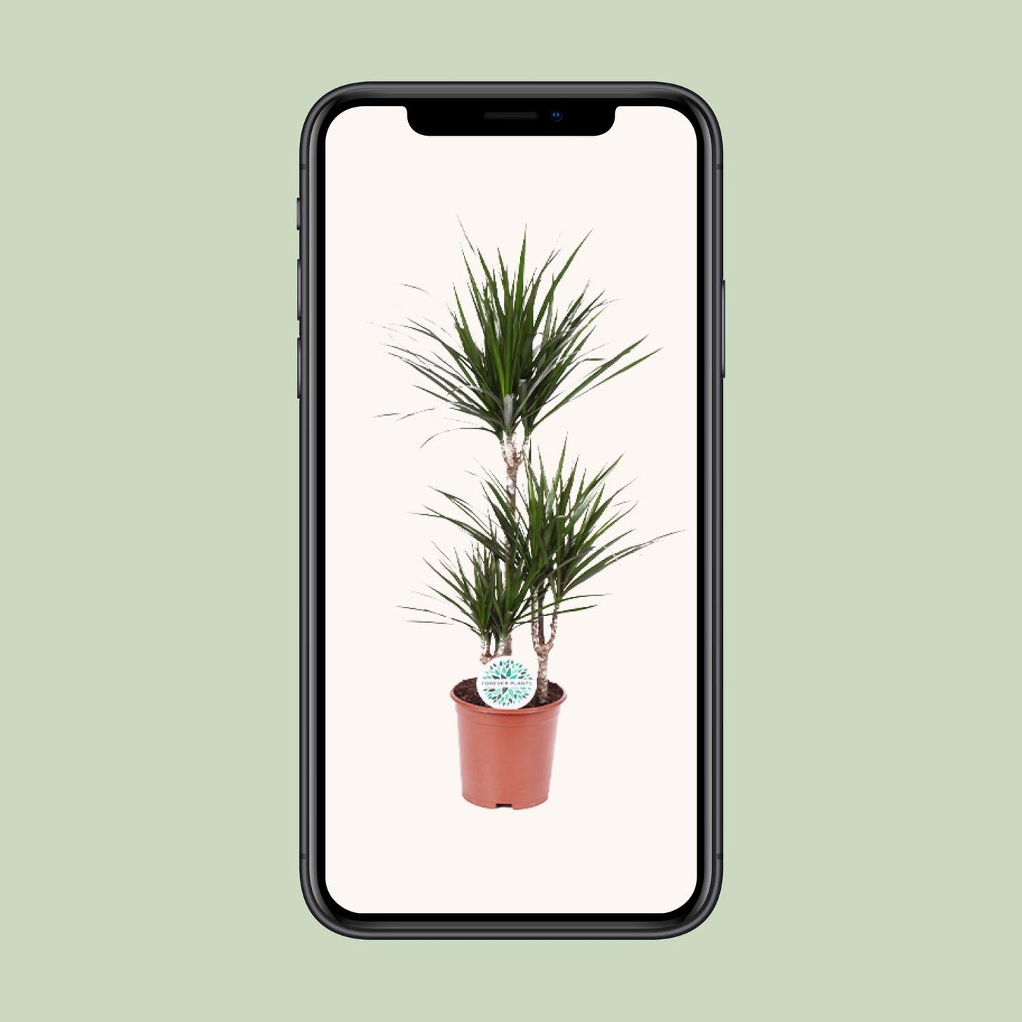 Dracaena Marginata – Pflegeleichter Drachenbaum Ø21cm, 95cm hoch