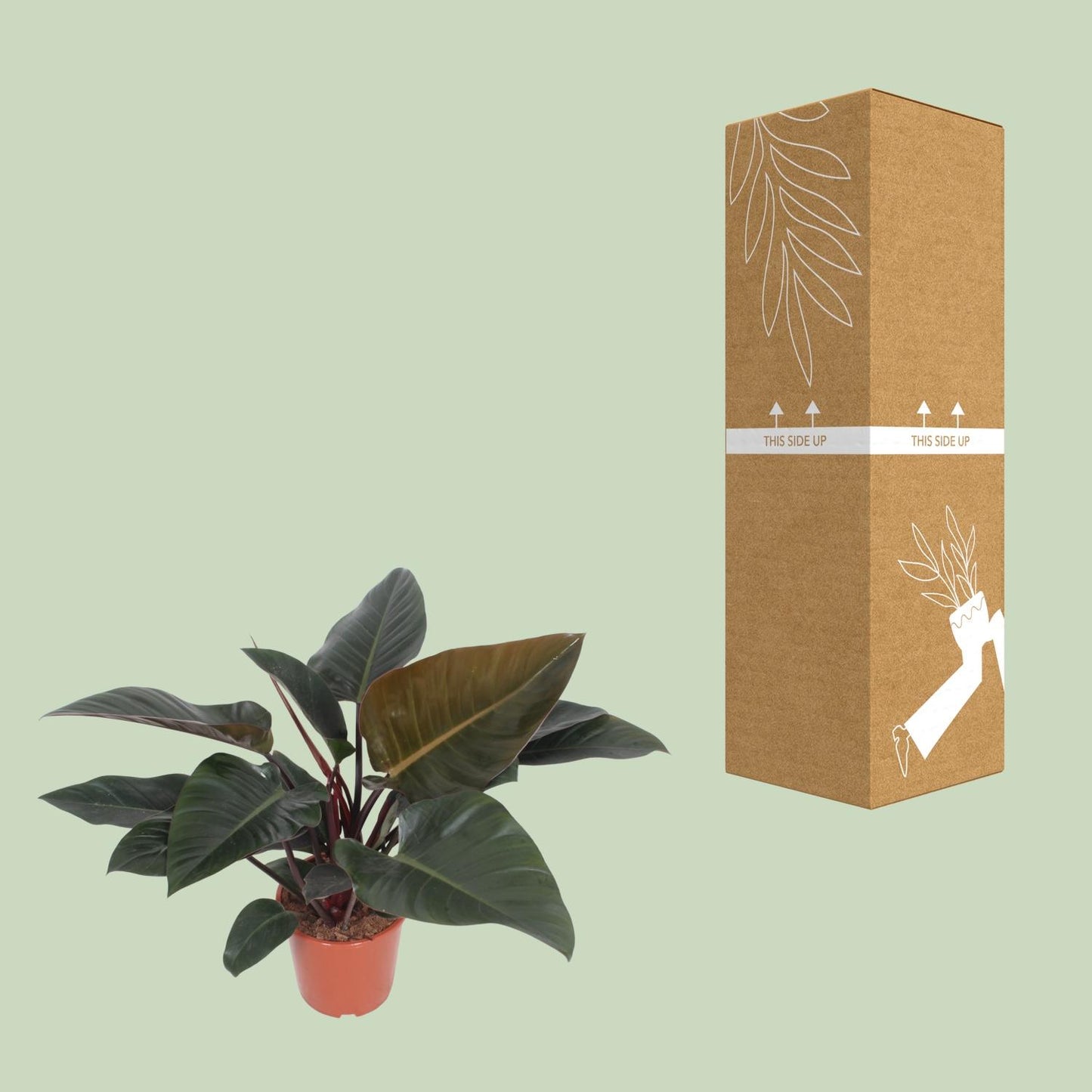Philodendron Congo Red – Pflegeleichte XXL-Zimmerpflanze Ø27cm