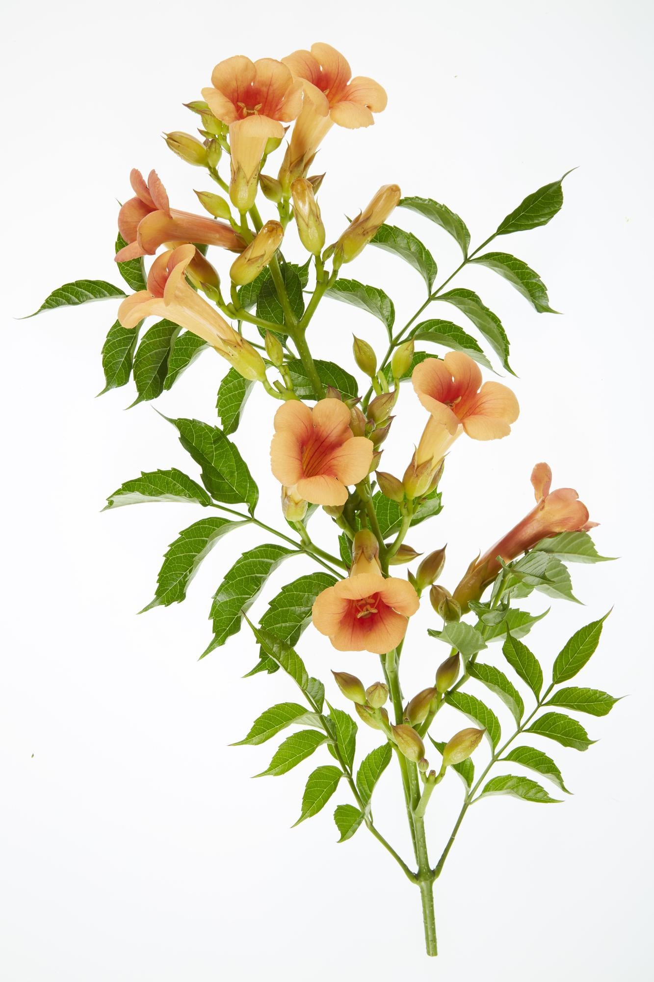2x Campsis 'Indian Summer' – Pflegeleichte Kletterpflanze Ø15cm