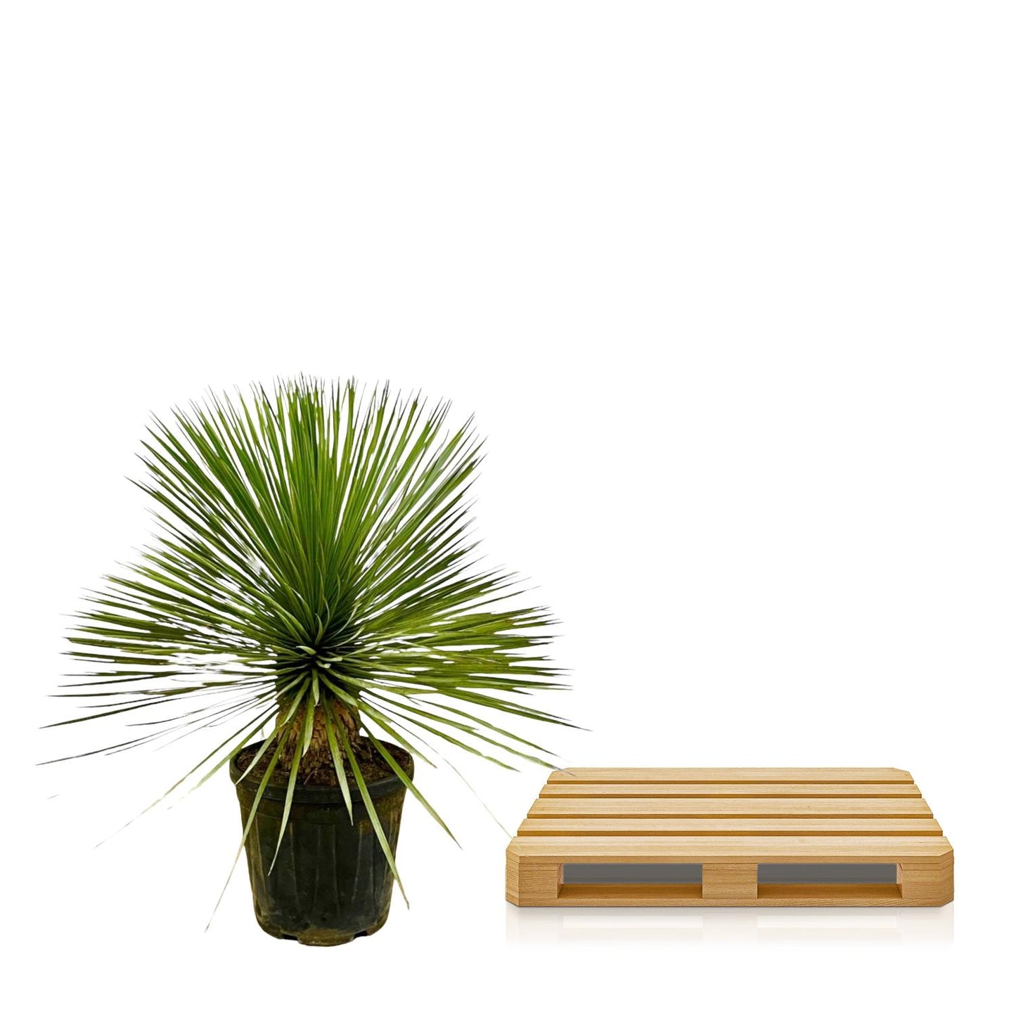 Yucca Rostrata op stam – 70 cm, Ø27 cm, pflegeleicht