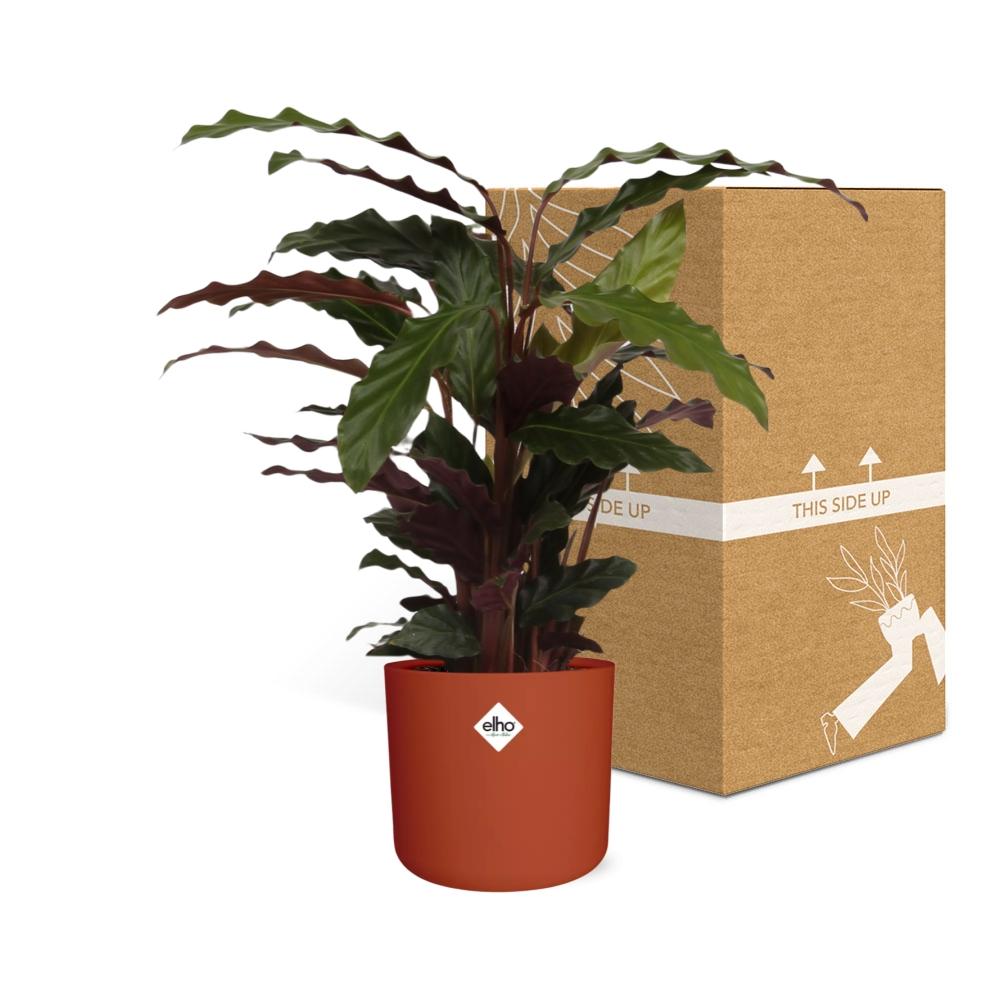 Calathea Rufibarba ‘Tropistar’ – pflegeleichte Zimmerpflanze im ELHO b.for soft Rond 14cm brique