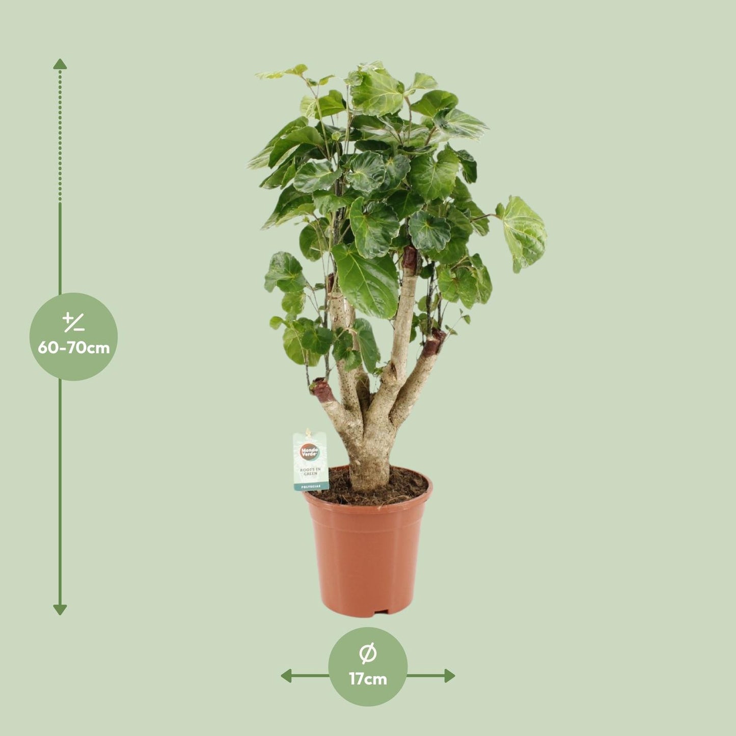 Polyscias Lemon – Pflegeleichte Zimmerpflanze Ø17cm, 65cm hoch