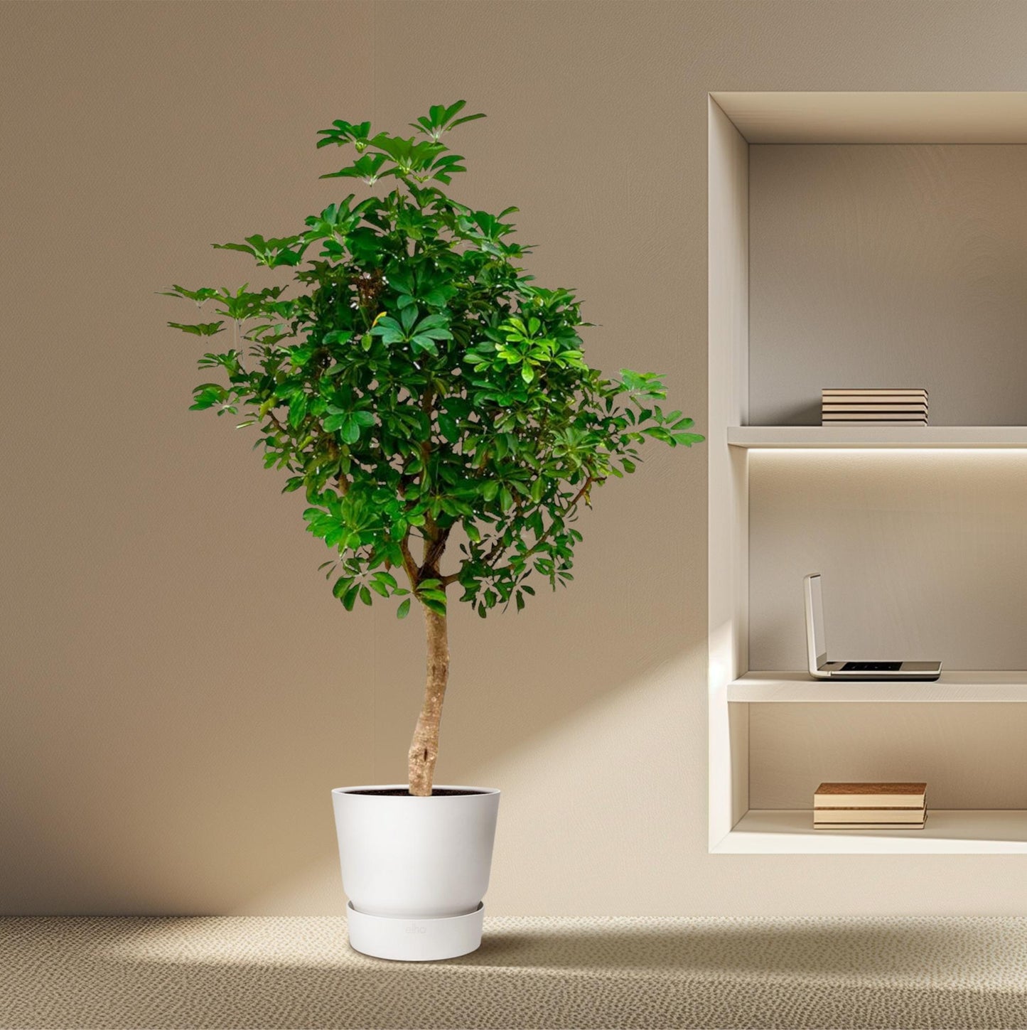 Schefflera op Stamm – 210 cm, Ø 45 cm, pflegeleicht