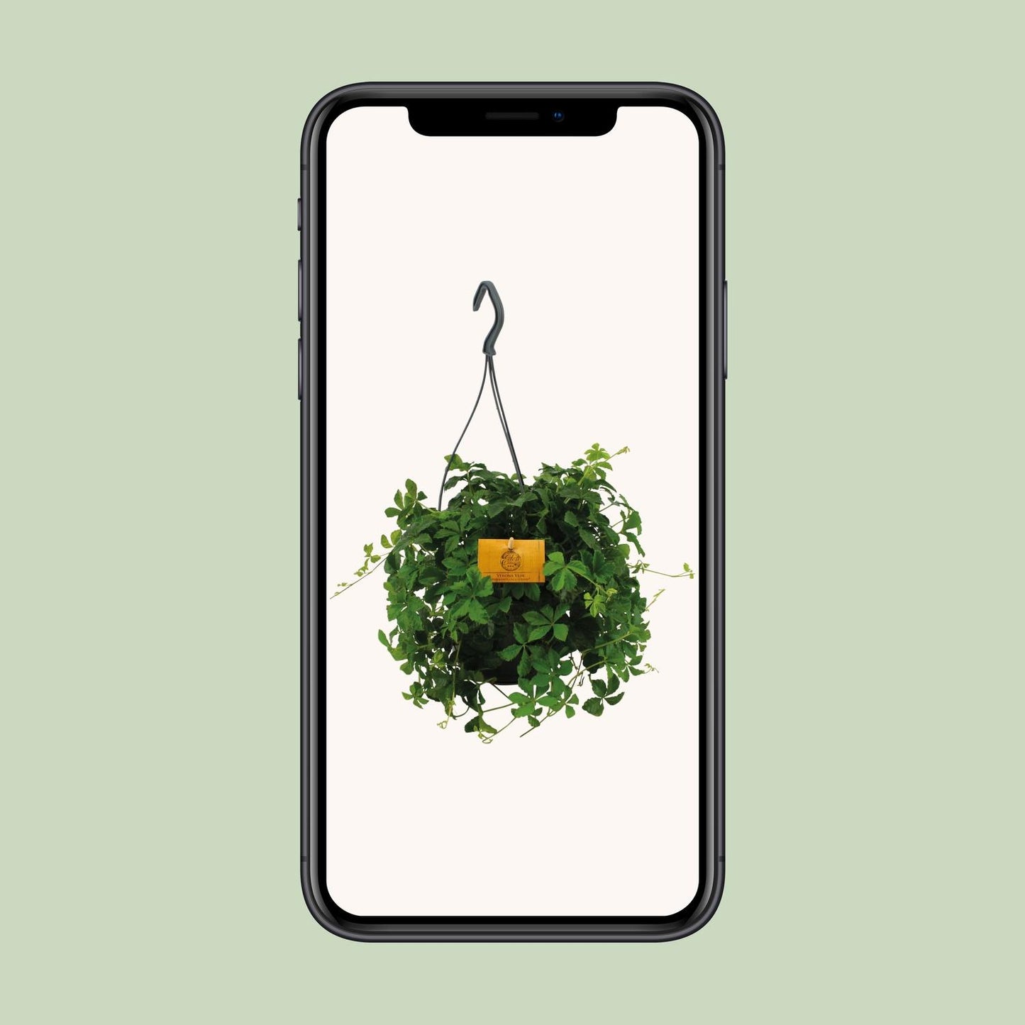 Parthenocissus Striata Hängepflanze Ø15cm – Pflegeleicht & Vielseitig