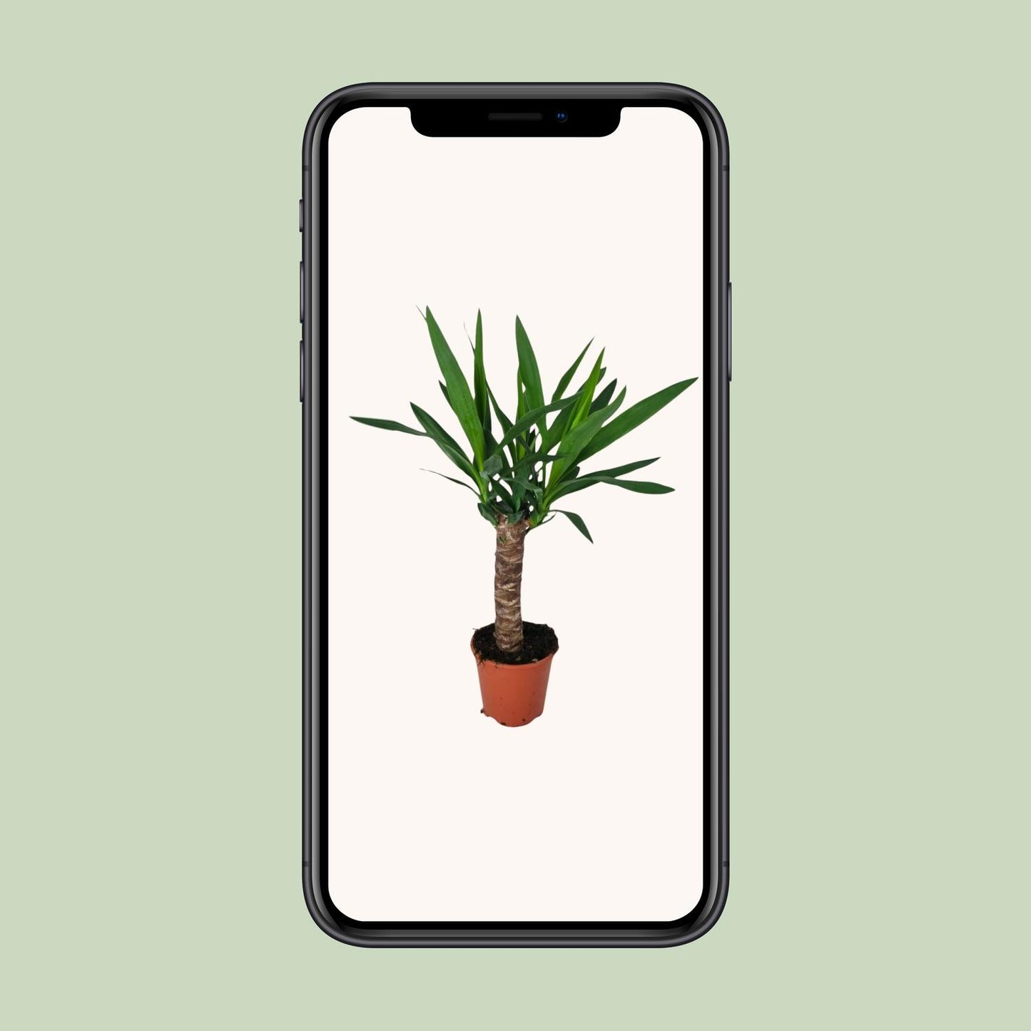 Yucca – Pflegeleichte XL-Zimmerpflanze Ø14cm, 60cm hoch