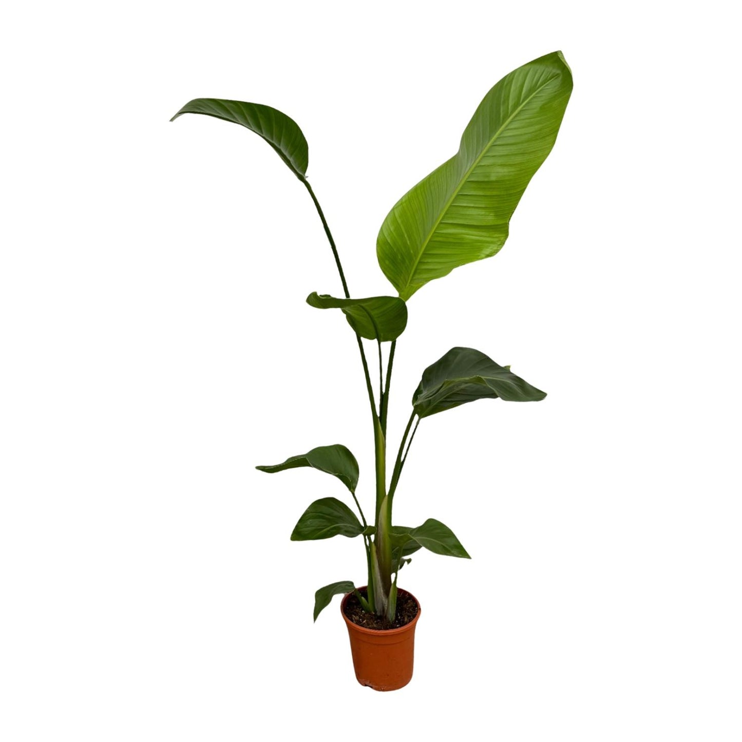 2x Strelitzia Nicolai – Exotische XXL Zimmerpflanze 100 cm