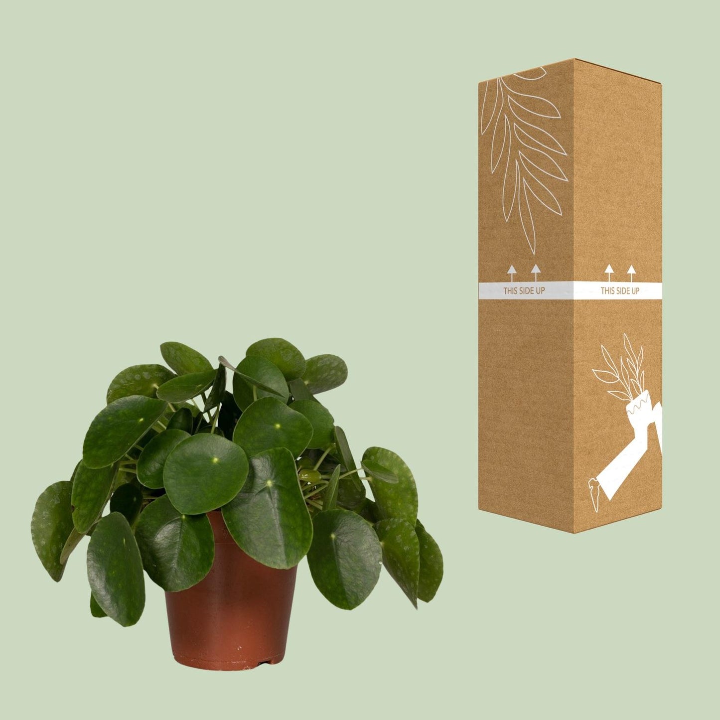 Pilea Peperomiodes – Aluminium-Pflanze Ø15cm, 25cm hoch