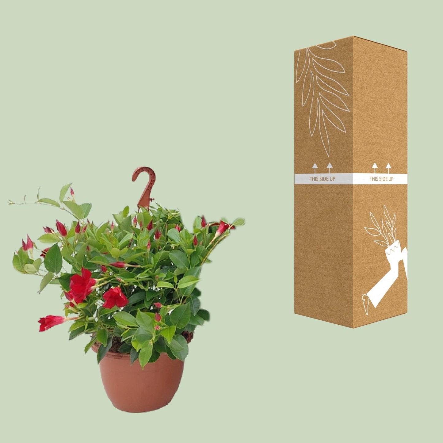Sundaville Hängekorb Tricolor Ø25cm – Mandevilla Zimmerpflanze