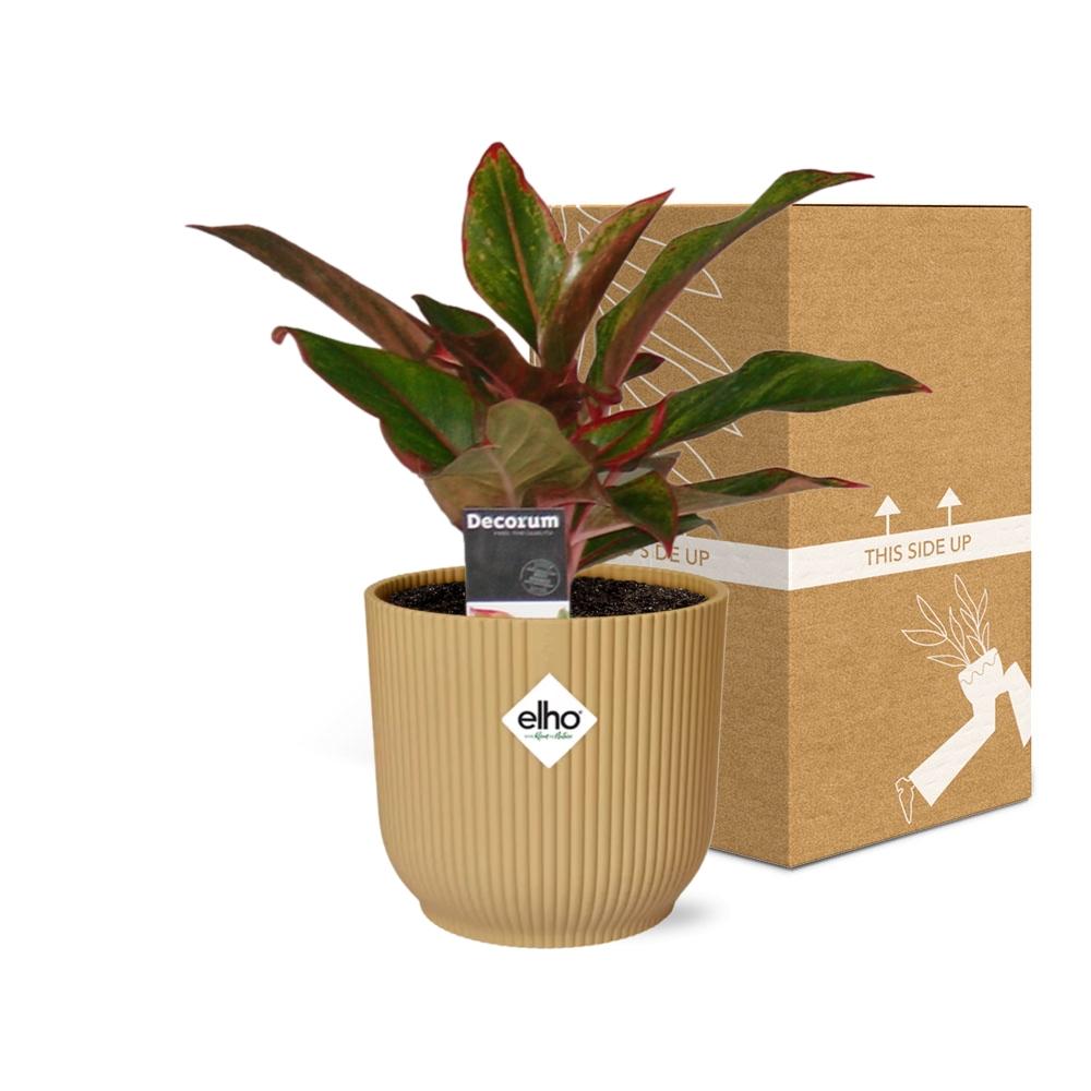Aglaonema Crete – Pflegeleichte Zimmerpflanze im ELHO Vibes Fold Topf 14cm