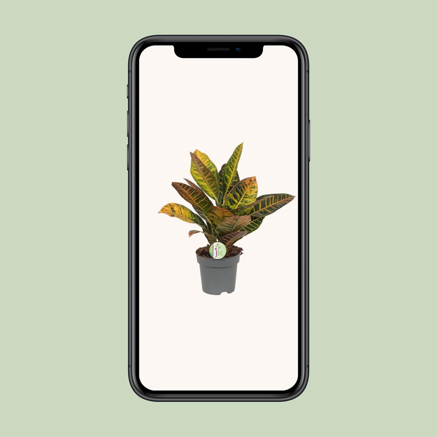 Codiaeum Petra – Croton – Ø17cm Topf, ca. 45cm hoch