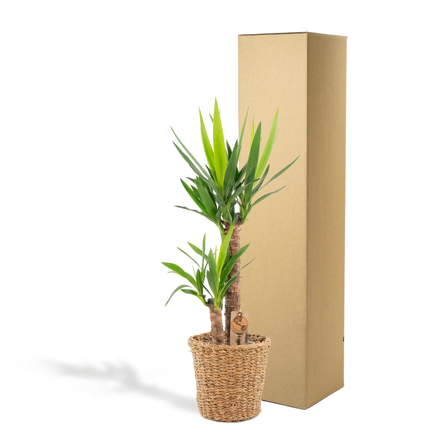 Yucca Palmlilie mit Korb – 100 cm – Ø21 cm