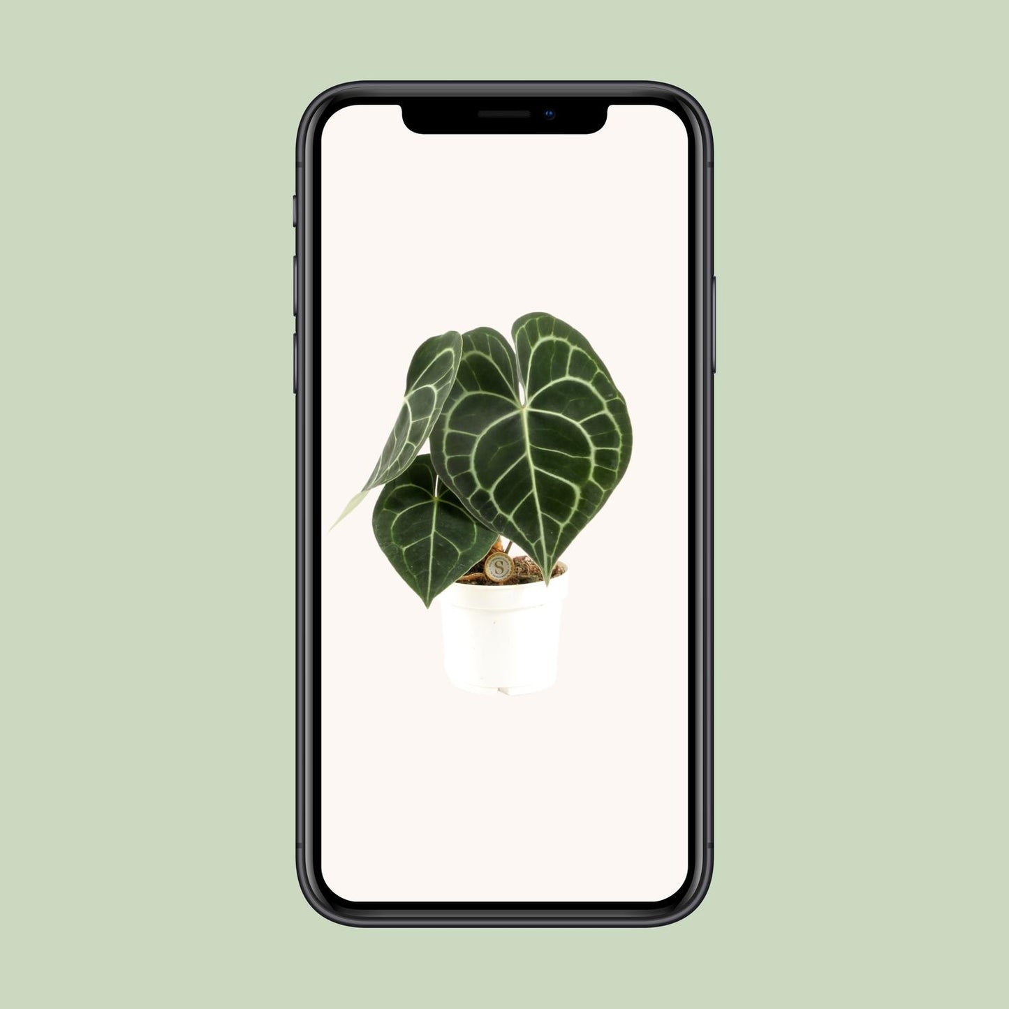 Anthurium Clarinervium – Pflegeleichte Eleganz Ø12cm