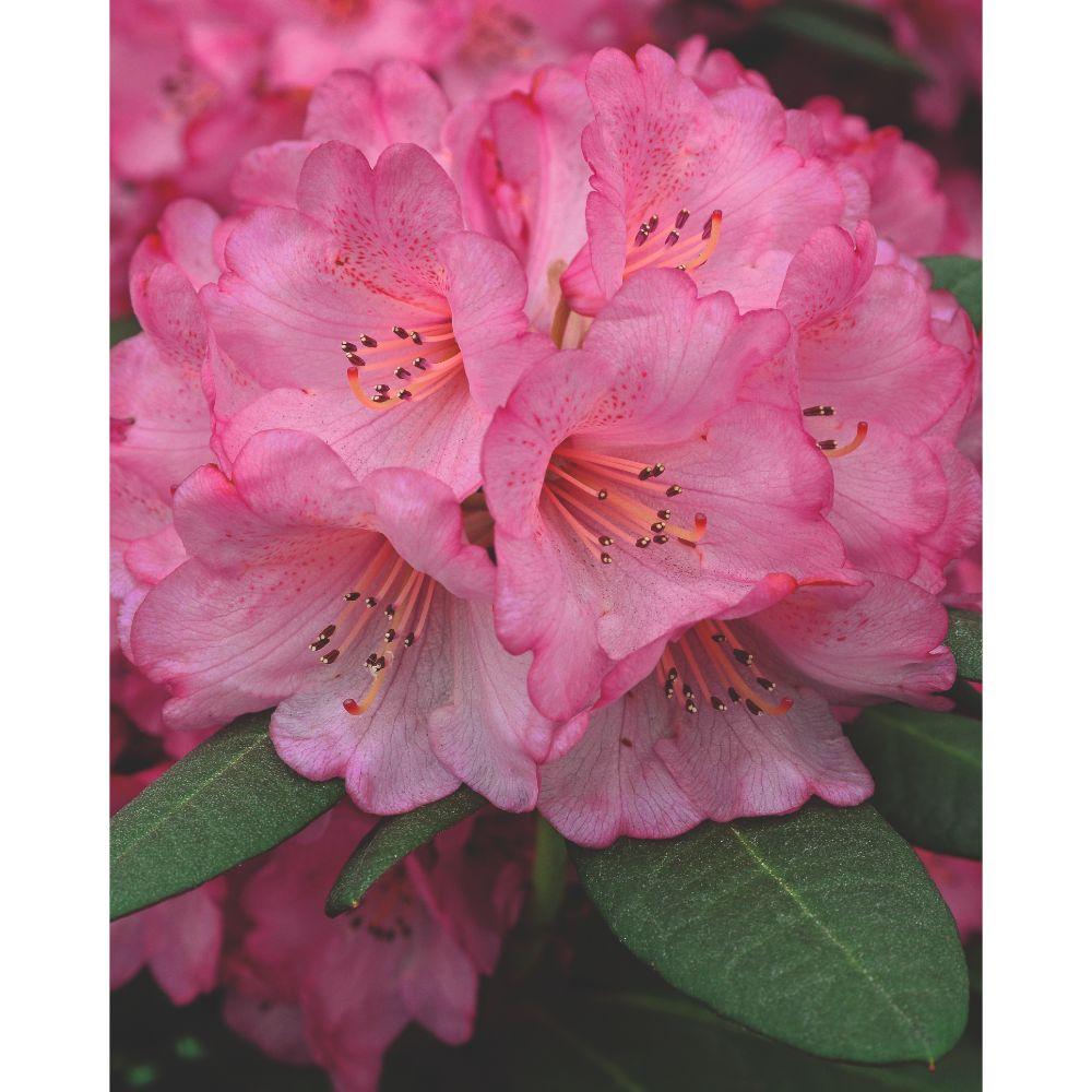 Rhododendron 'Wine & Roses' - Kompakter Blattschmuck mit rosa Blüten