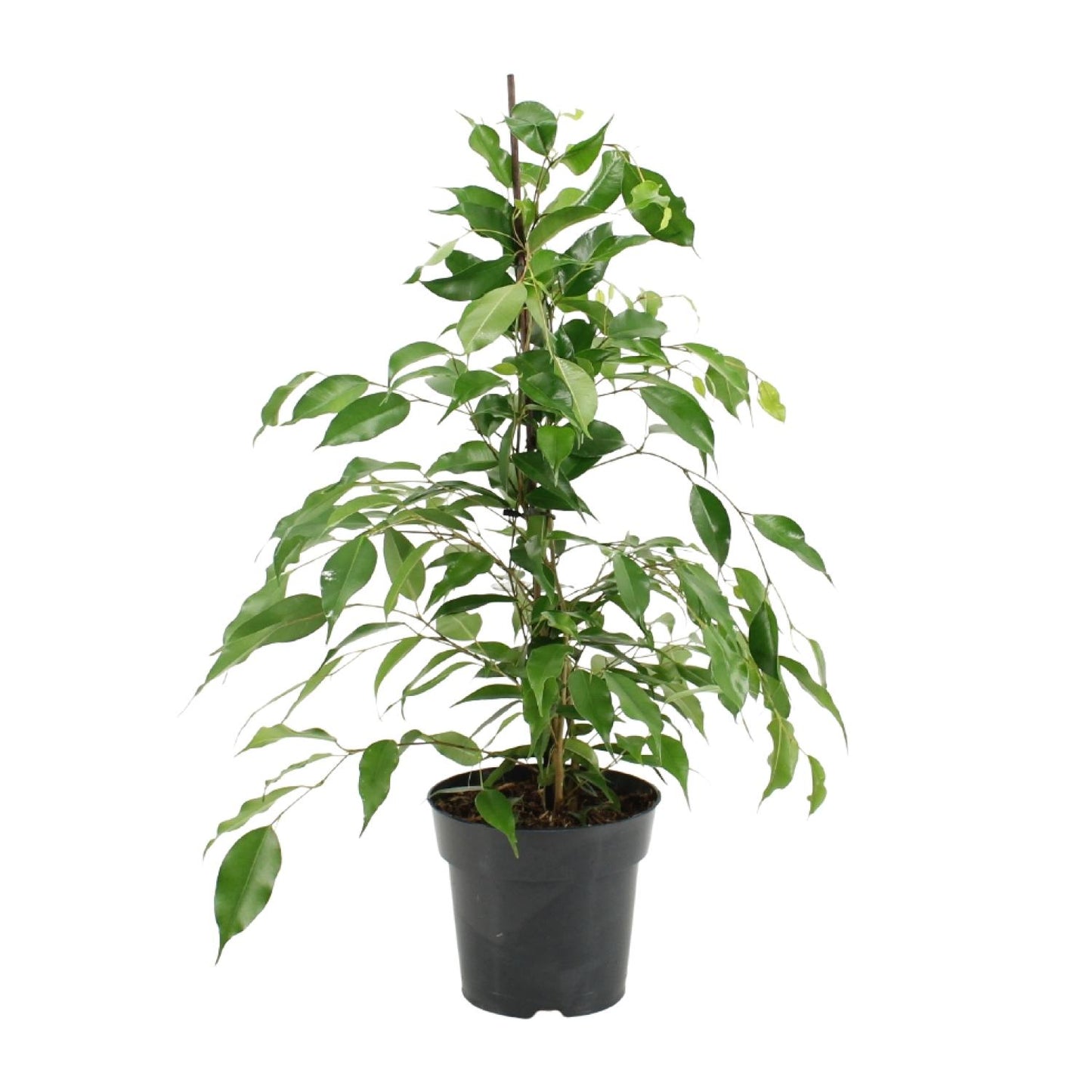 Ficus Benjamina Danita – Pflegeleichter Luftreiniger Ø17cm