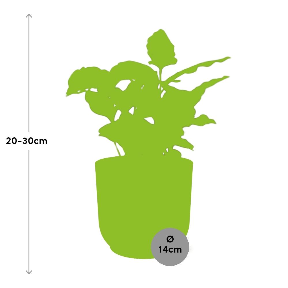 Coffea Arabica – Stilvolle Kaffeepflanze im ELHO Vibes Fold 14cm Gelb