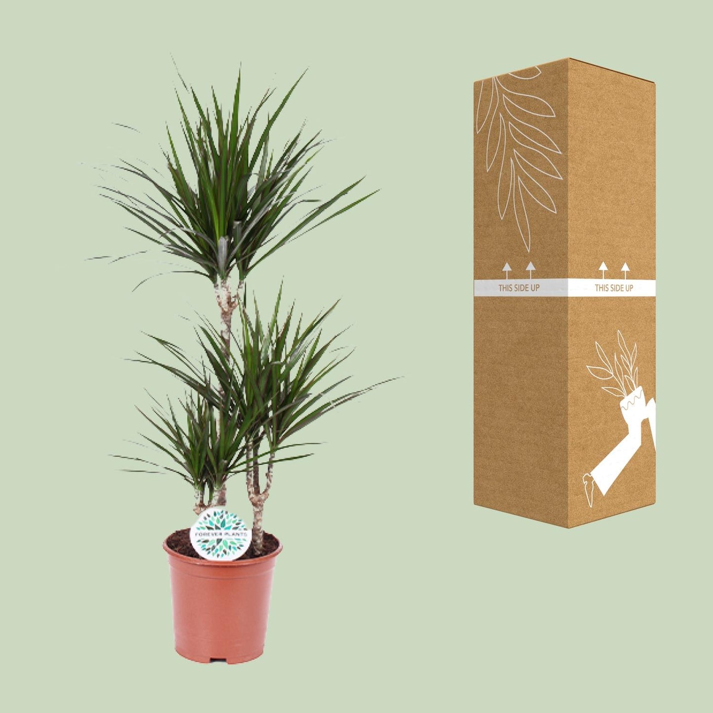 Dracaena Marginata – Pflegeleichter Drachenbaum Ø21cm, 95cm hoch