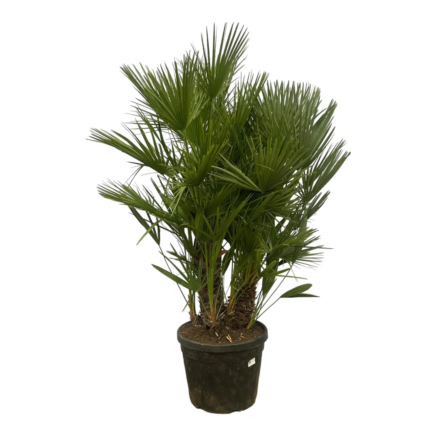 Chamaerops Humilis Zwergpalme 160-180 cm Ø45cm