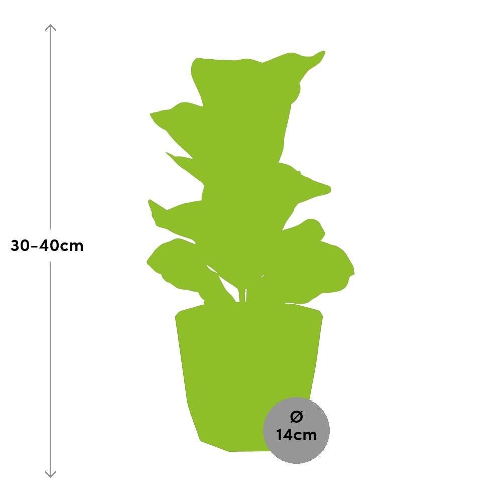 Ficus Lyrata ‘Bambino’ – Pflegeleichter Blattschmuck in 14 cm Topf
