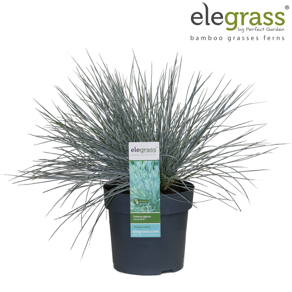 Festuca glauca Azura Blue - Pflegeleichtes Ziergras Ø14cm