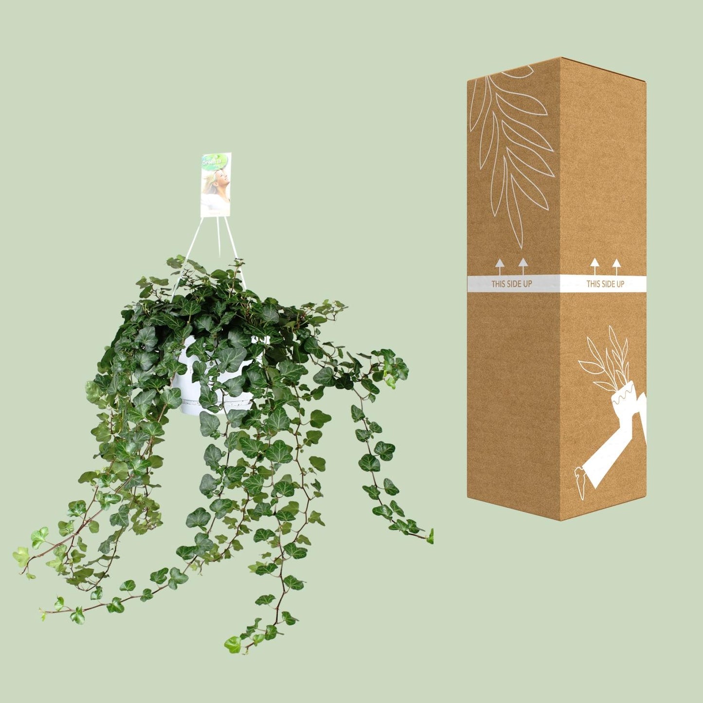 Hedera Helix Wonder Green – Stilvolle Kletterpflanze Ø24cm