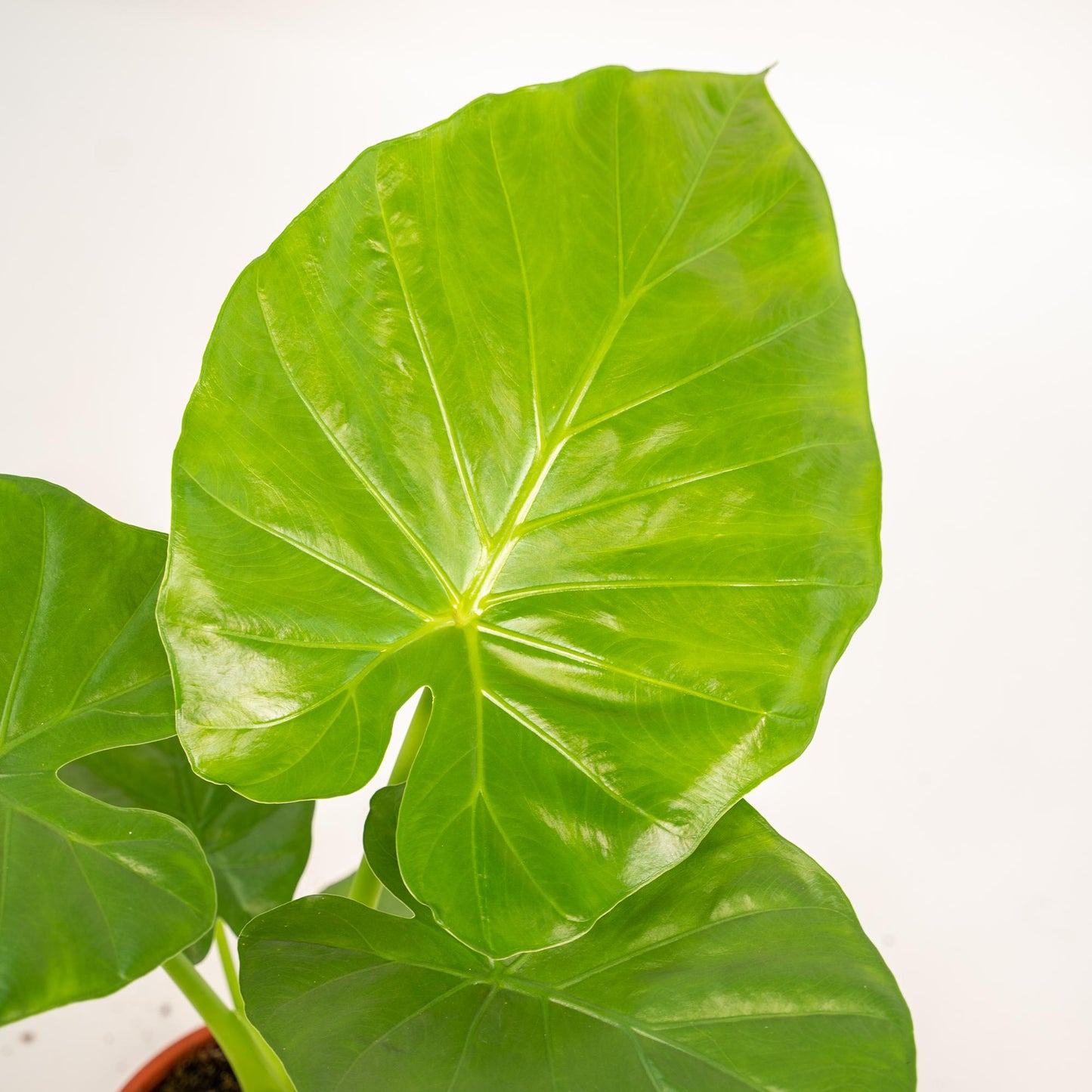 Alocasia Macrorrhiza Elefantenohr Ø19cm mit Korb Igmar