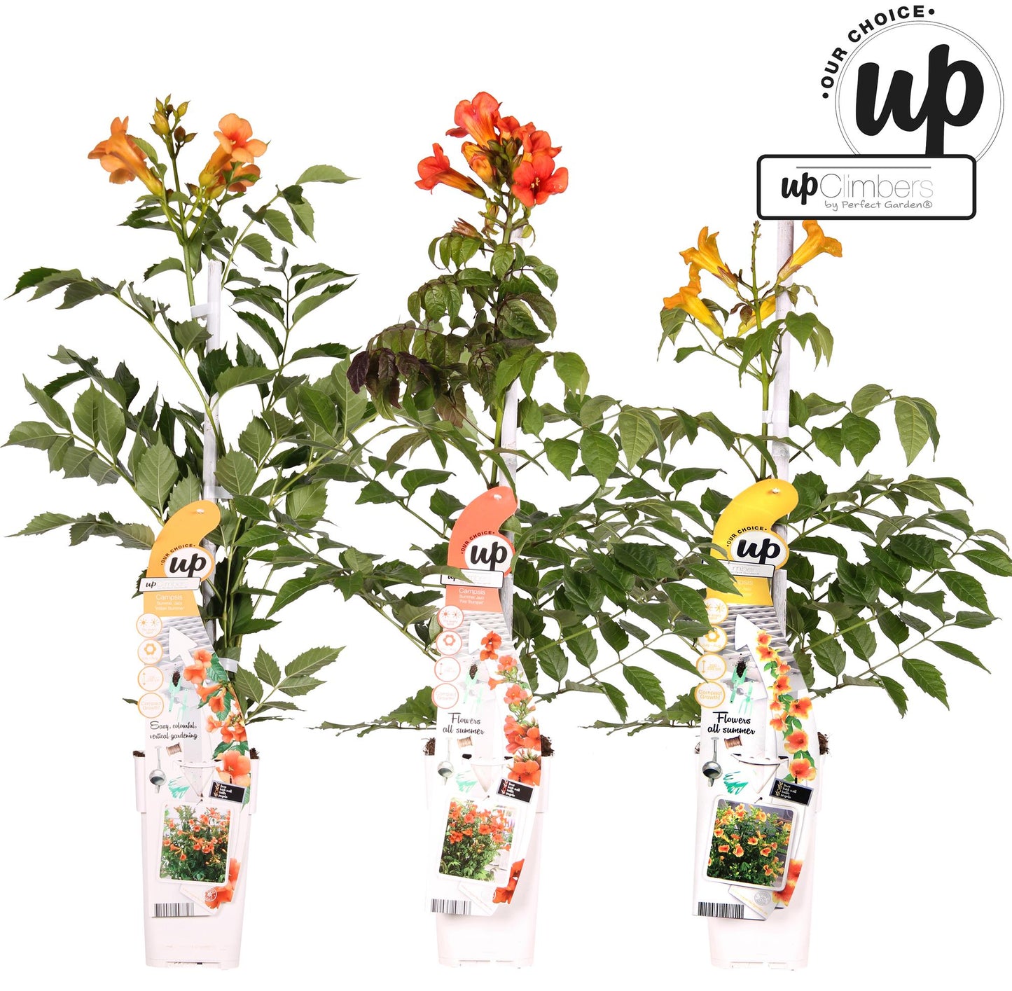 3er-Set Campsis Summer – Farbenfrohe Trompetenblumen