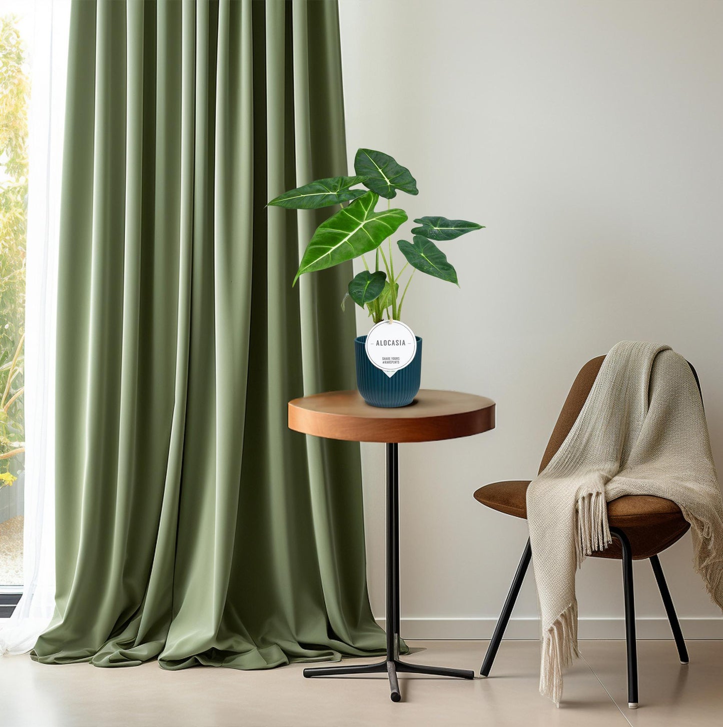Alocasia Frydek – Elegantes Elefantenohr für Ihr Zuhause