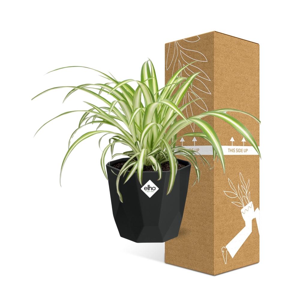Chlorophytum Comosum Variegatum – Pflegeleichte Grünlilie im 14cm Topf