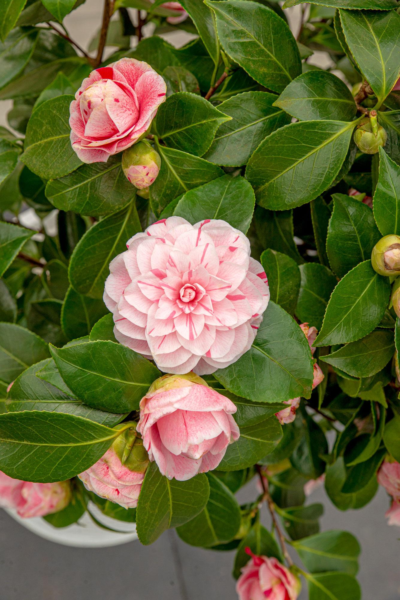 Camellia japonica Bonomiana – Eleganter immergrüner Strauch Ø19cm