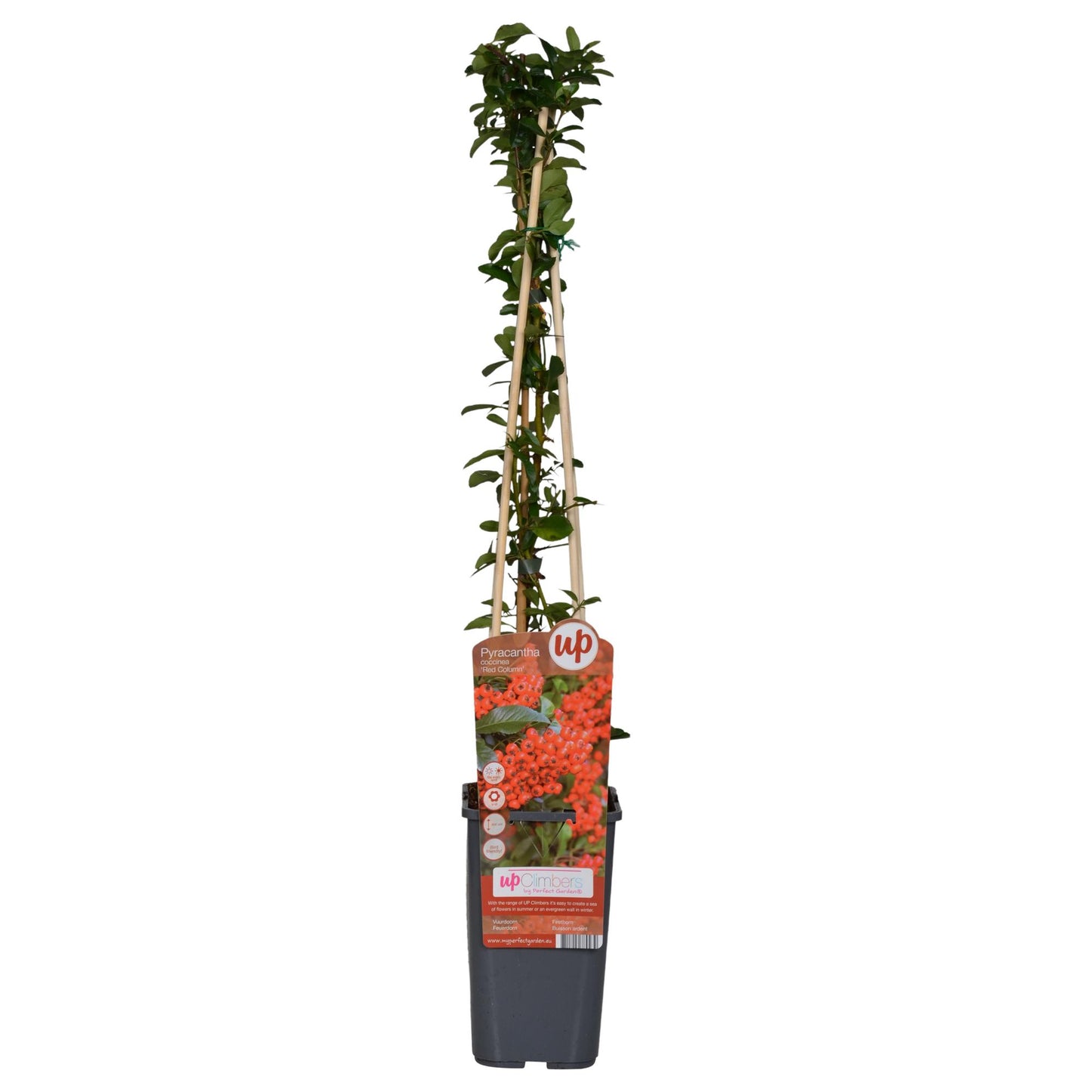 4x Pyracantha coccinea 'Red Column' - 65 cm - Ø 15 cm