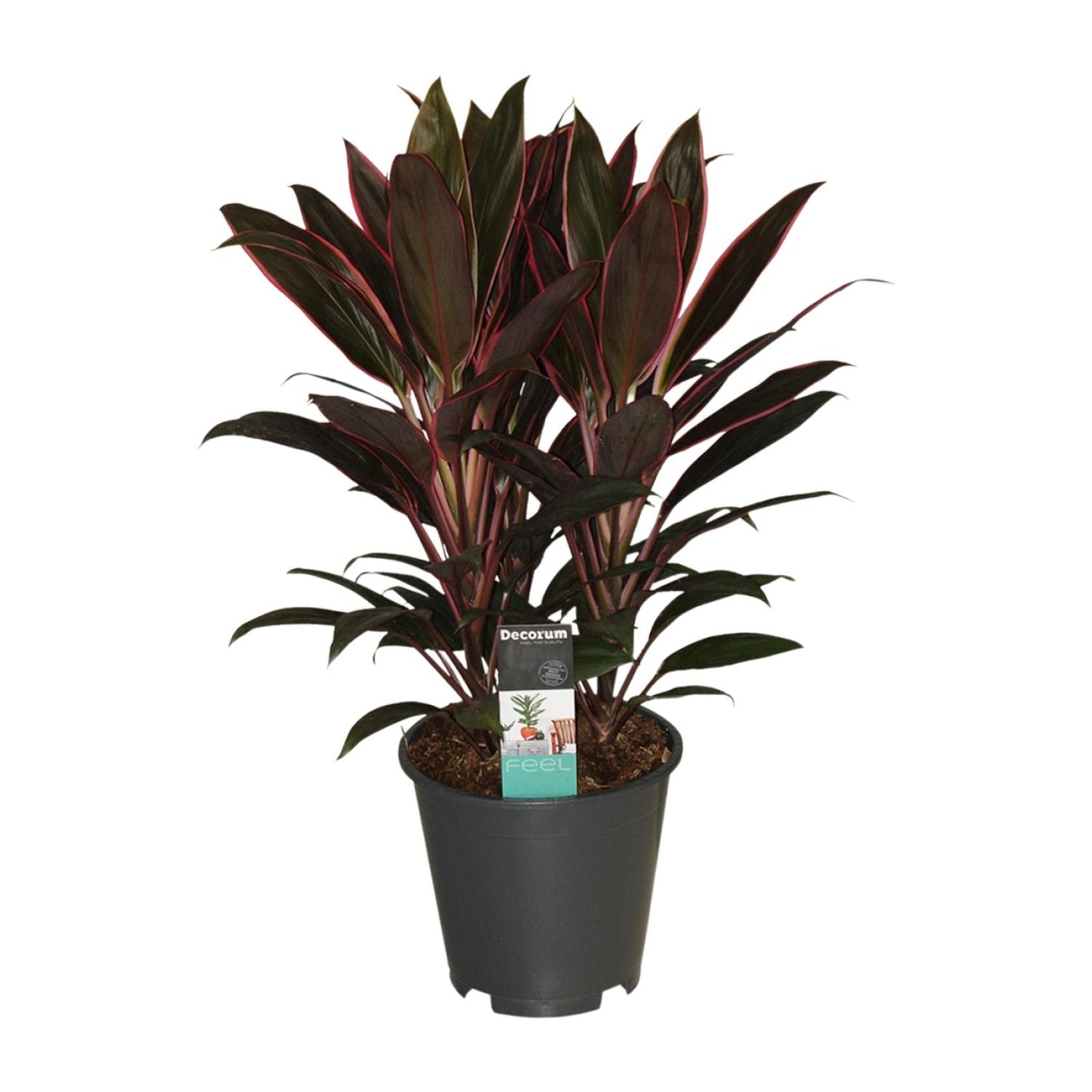 Cordyline Rumba – Exotische Zimmerpflanze Ø19cm, 55cm hoch