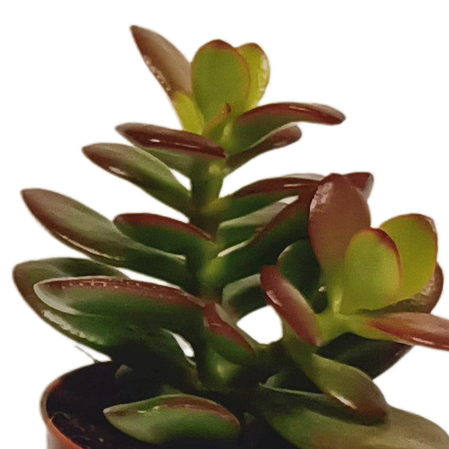 Vetplanten-Mischung 5,5 cm - 10er Set ohne Topf