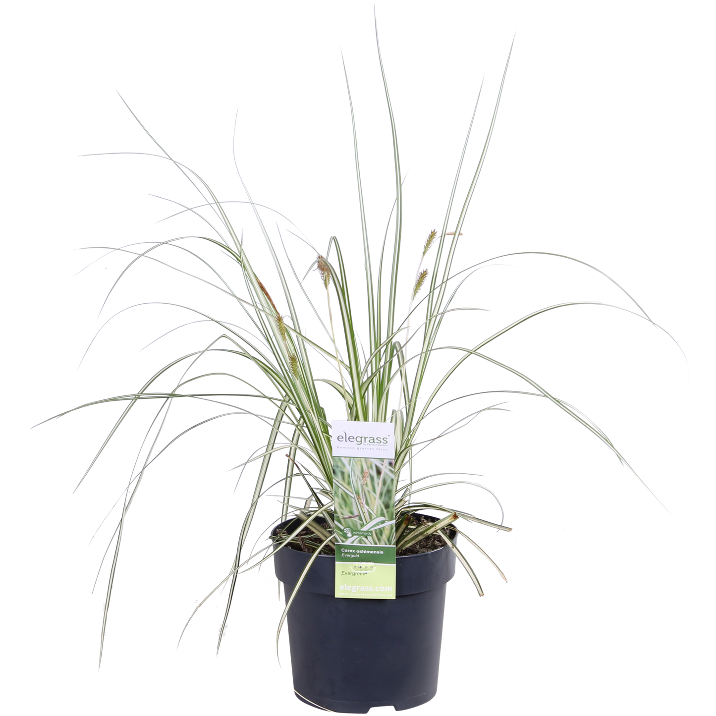 3x Carex hachijoensis 'Evergold' Ø14cm - Immergrünes Ziergras